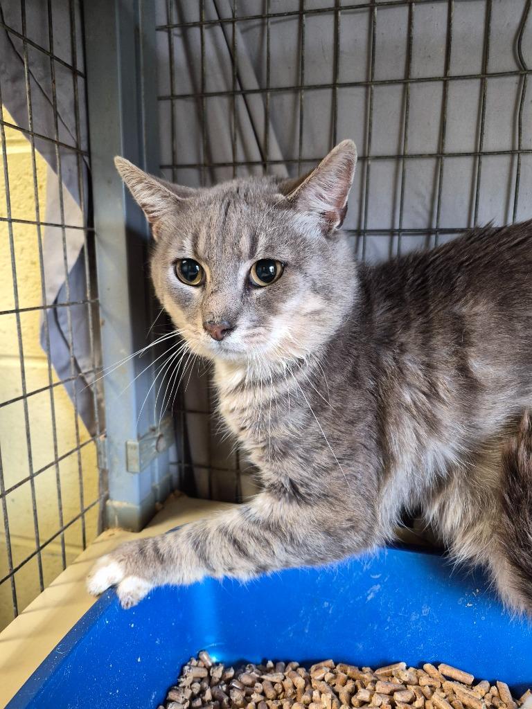 PHILPURR (Barn cat) NM, Adoptable, Adult Male Domestic Short Hair.