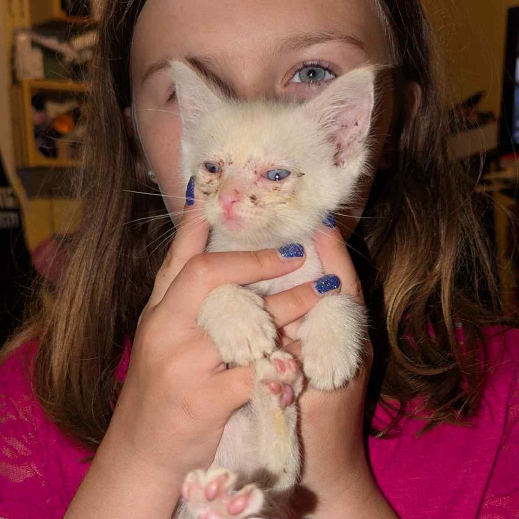 Enlarge Sugar, a Adoptable Domestic Short Hair in West Plains, MO image 2/4