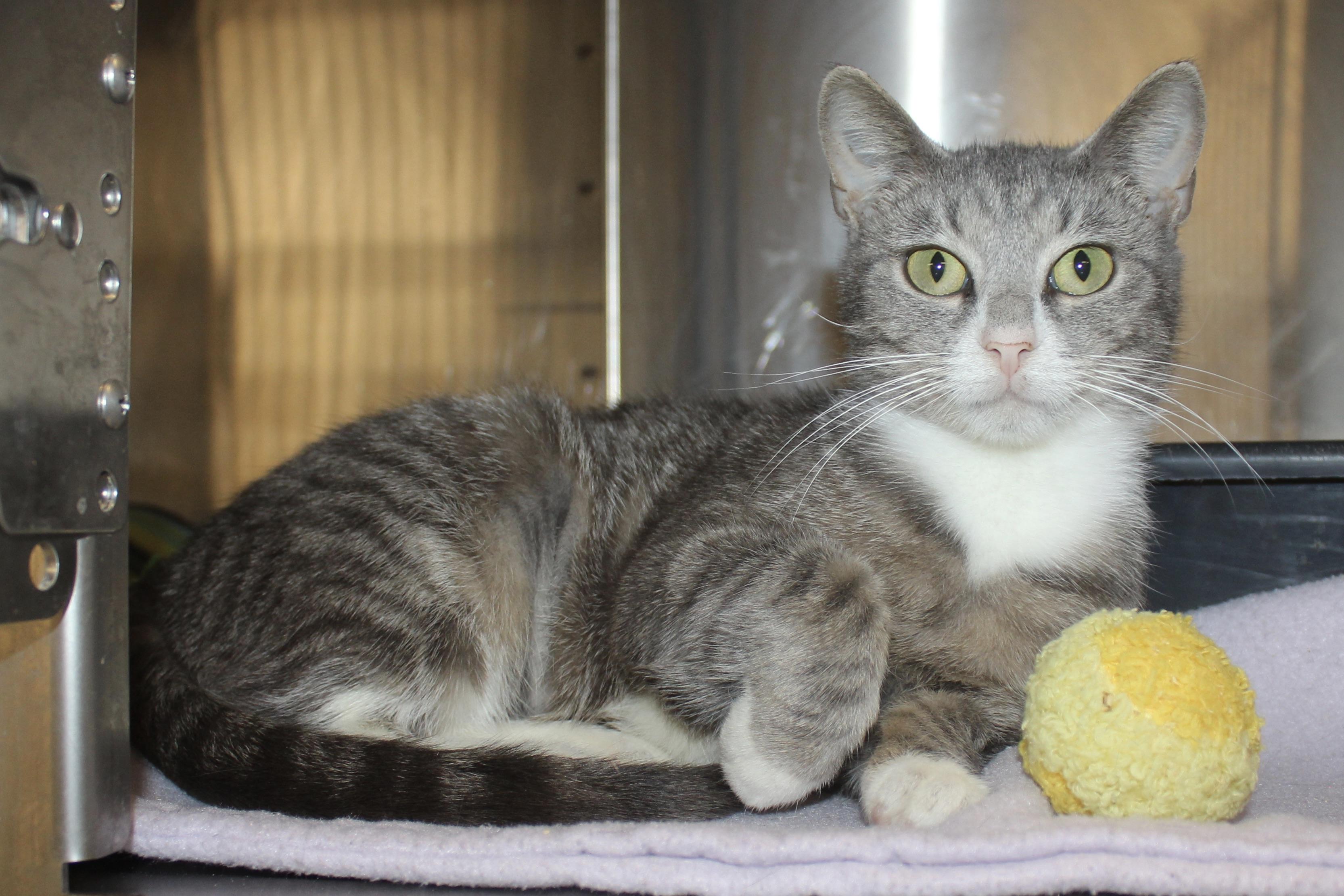 Enlarge PEPPERMINT, an adoptable mixed breed in Brazil, IN image 1/6