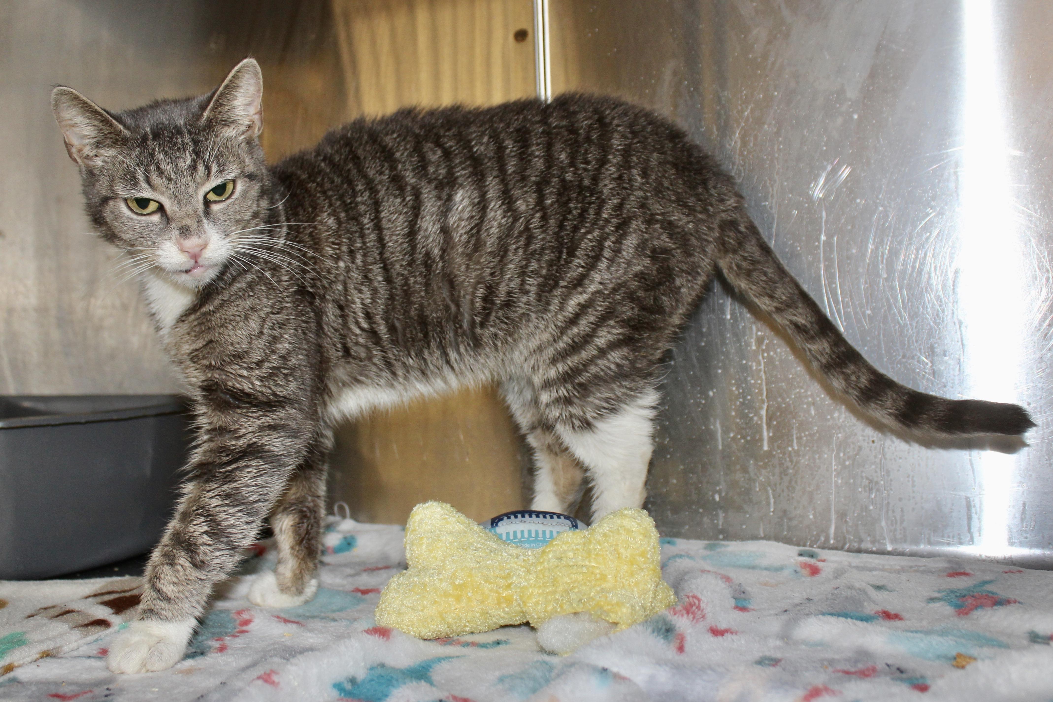 Enlarge PEPPERMINT, an adoptable mixed breed in Brazil, IN image 2/6