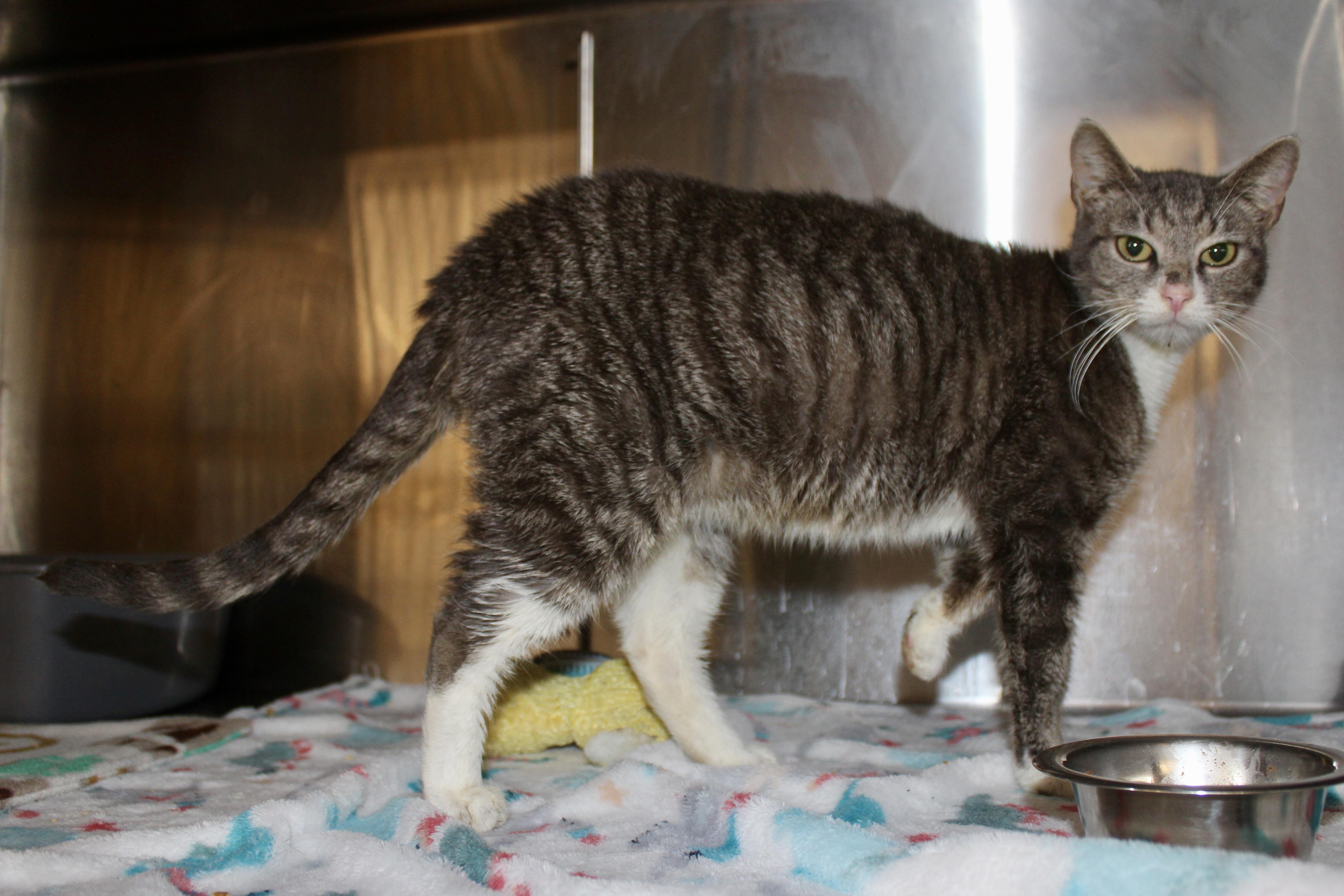 Enlarge PEPPERMINT, an adoptable mixed breed in Brazil, IN image 3/6