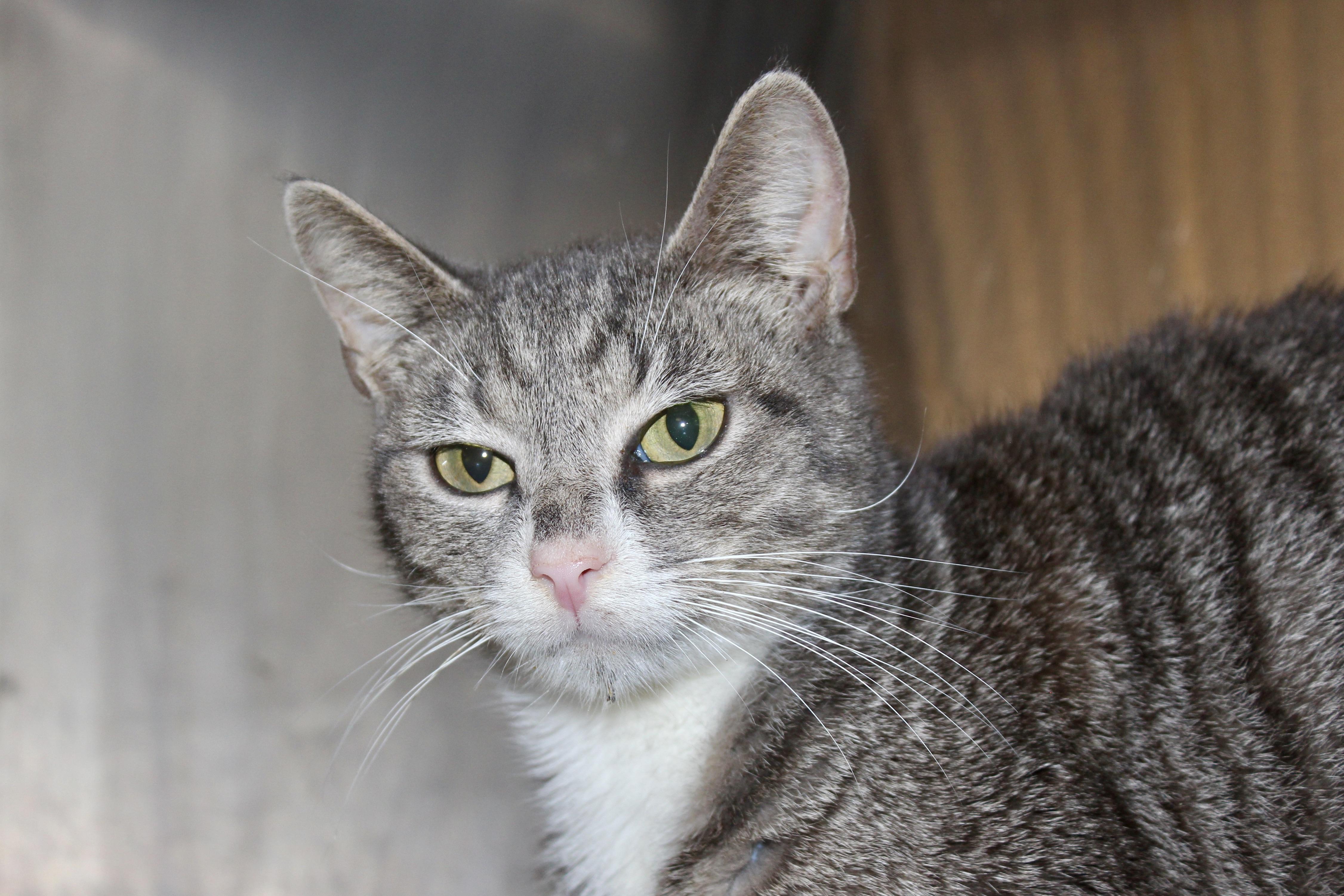 Enlarge PEPPERMINT, an adoptable mixed breed in Brazil, IN image 4/6