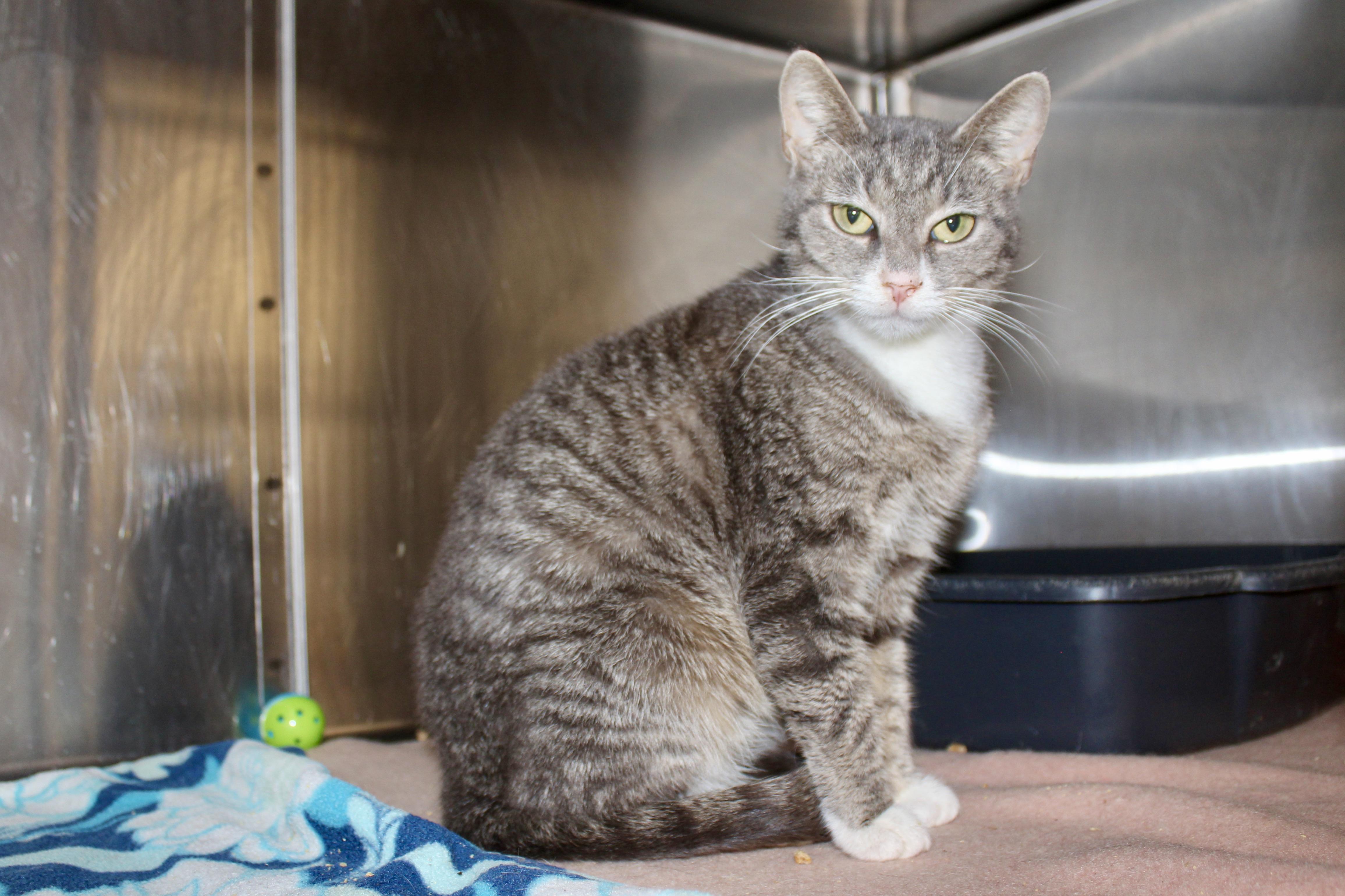 Enlarge PEPPERMINT, an adoptable mixed breed in Brazil, IN image 5/6