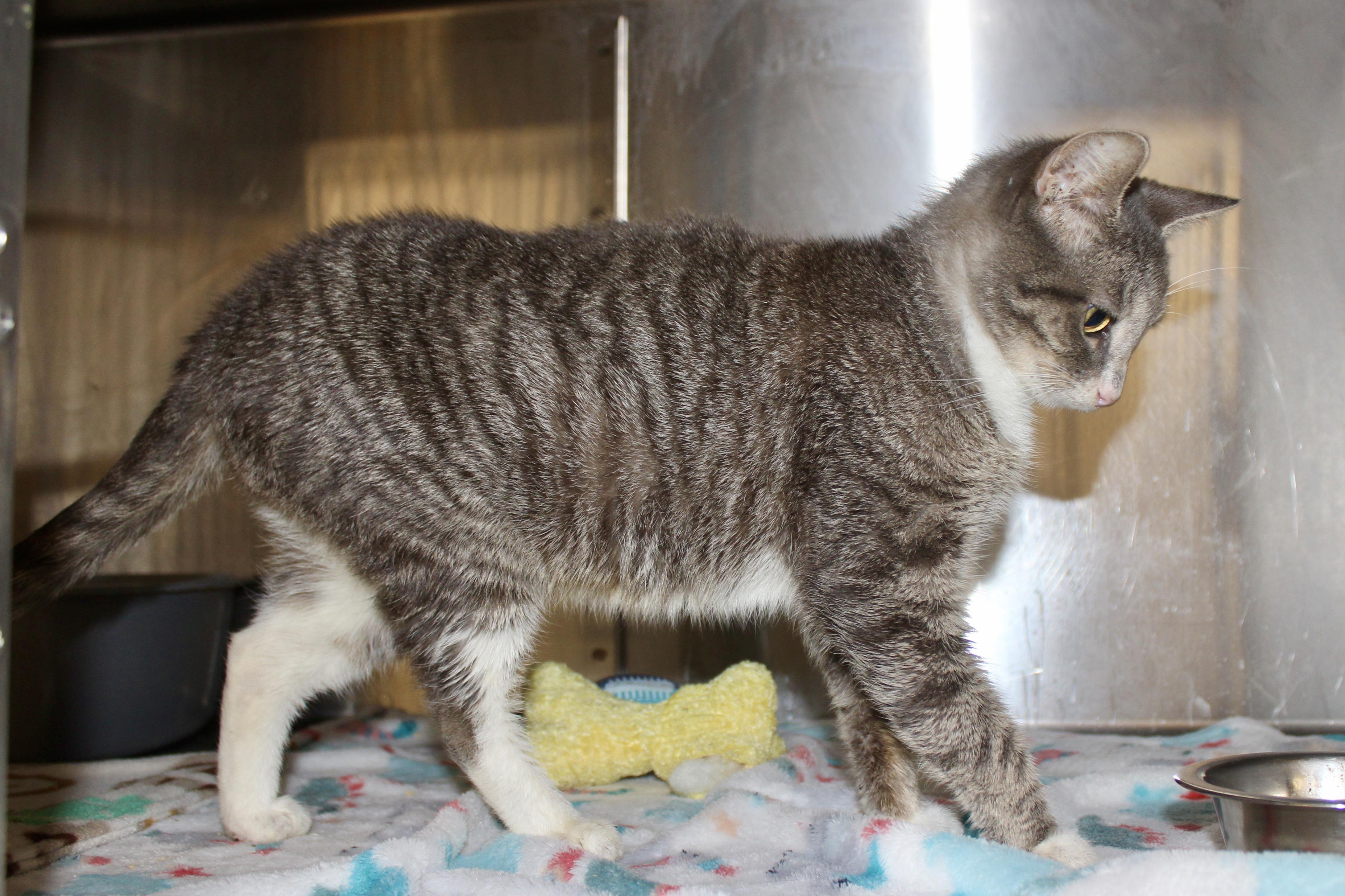 Enlarge PEPPERMINT, an adoptable mixed breed in Brazil, IN image 6/6