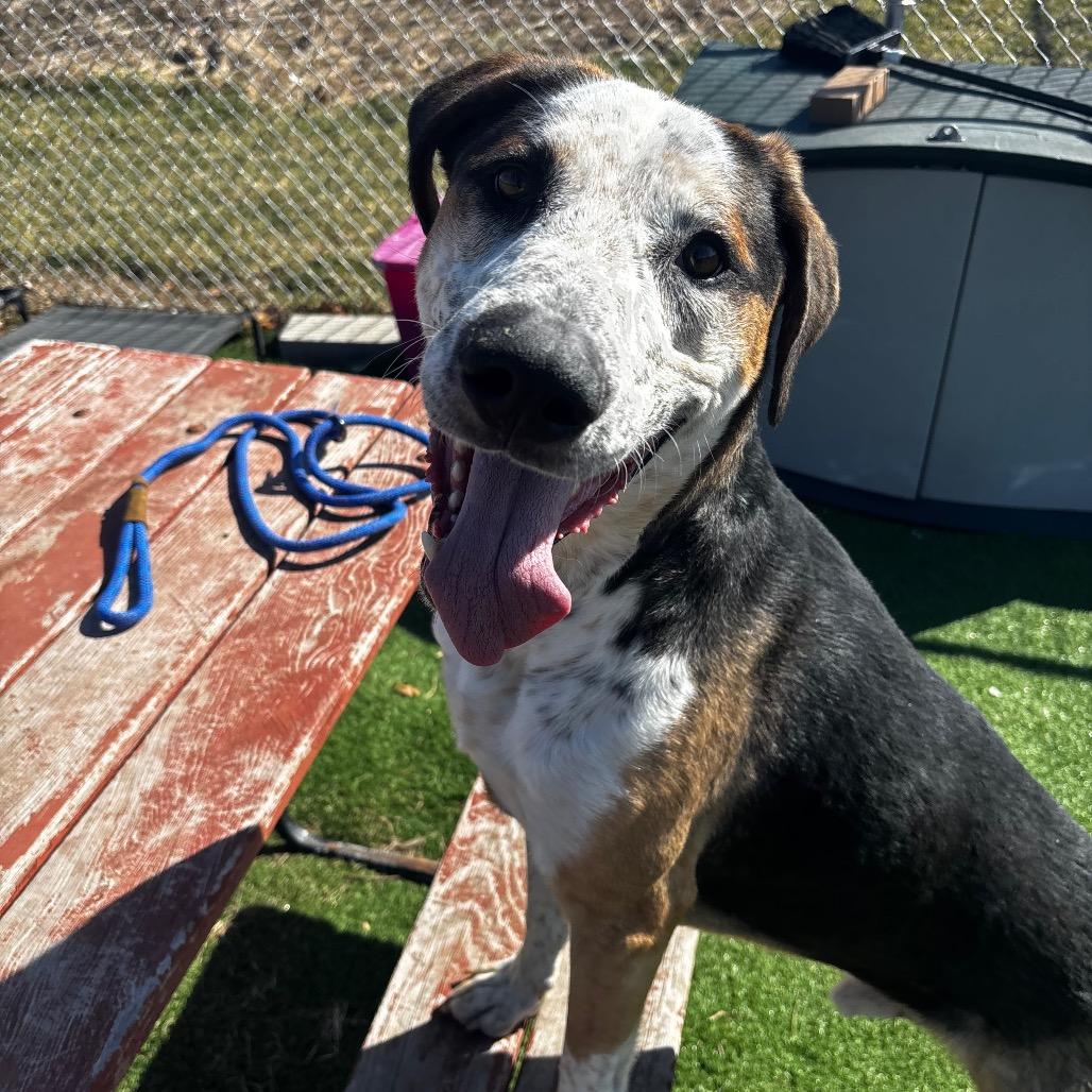 Blaze — thumbnail 2