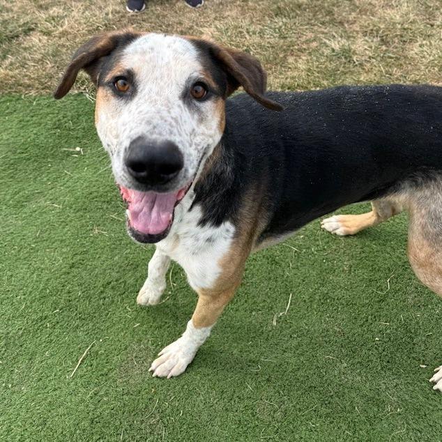 Blaze, Adoptable, Adult Male German Shepherd Dog & Weimaraner.