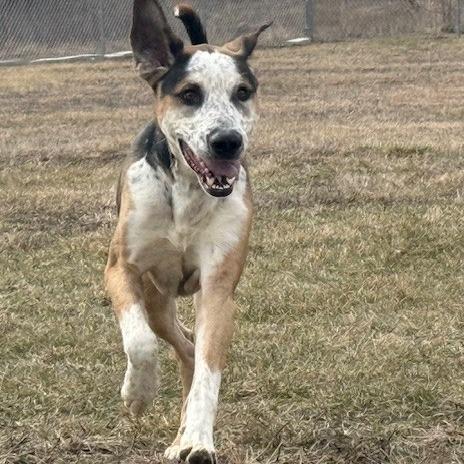 Blaze — thumbnail 4