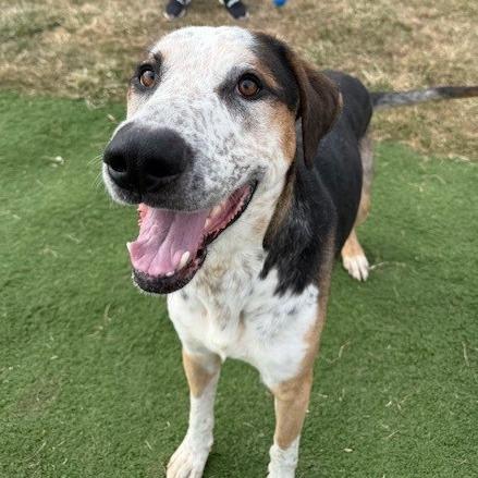 Blaze — thumbnail 5