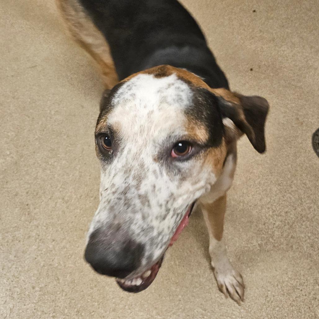 Blaze — thumbnail 6