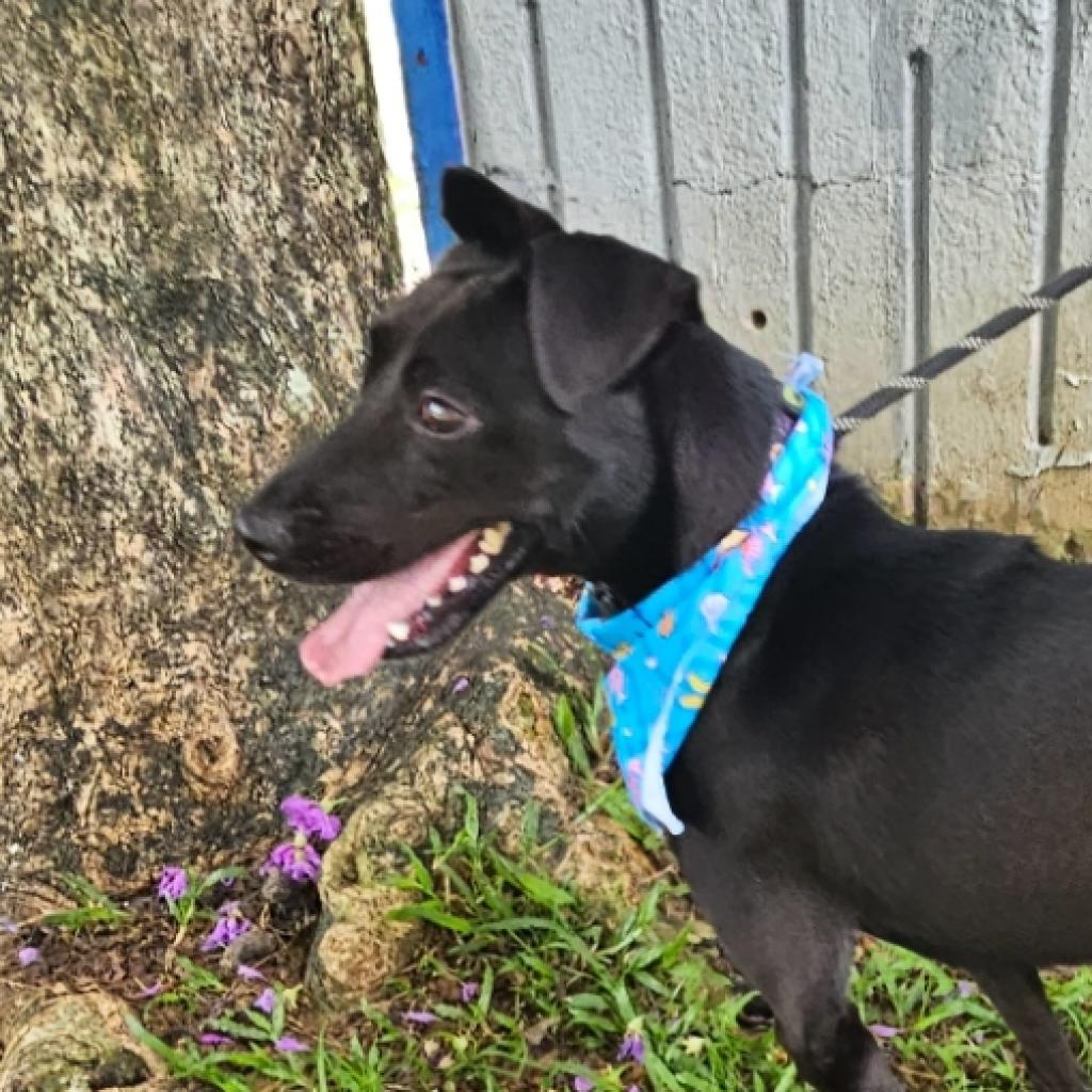 Enlarge Guanica A, a Adoptable Mixed Breed in Guaynabo, PR image 1/1