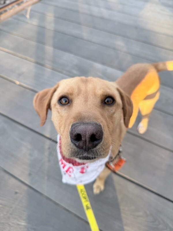 Goldfinch, a Adoptable mixed breed in Fort Collins, CO image 1/6