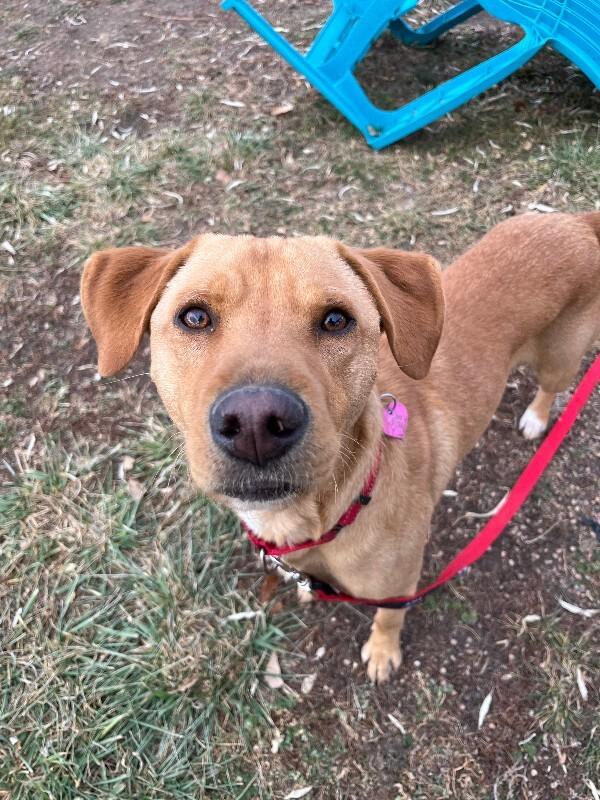 Goldfinch, a Adoptable mixed breed in Fort Collins, CO image 2/6