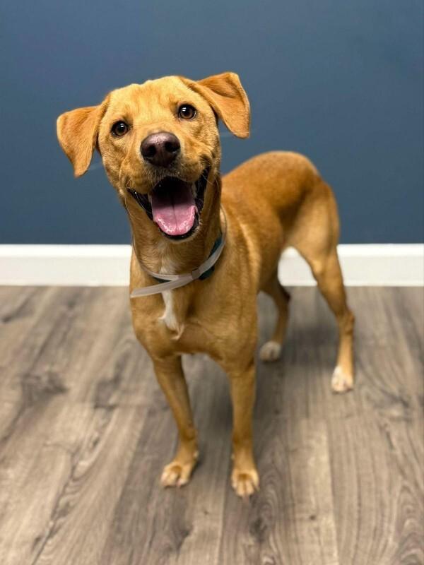 Goldfinch, Adoptable, Adult Male Yellow Labrador Retriever & Mixed Breed.