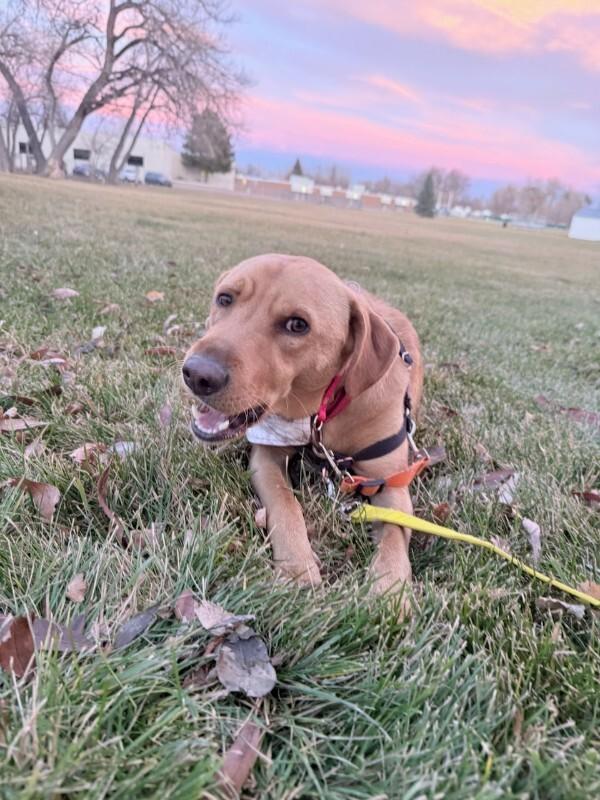Goldfinch, a Adoptable mixed breed in Fort Collins, CO image 4/6