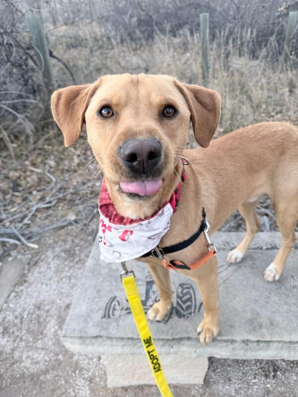 Goldfinch, a Adoptable mixed breed in Fort Collins, CO image 5/6