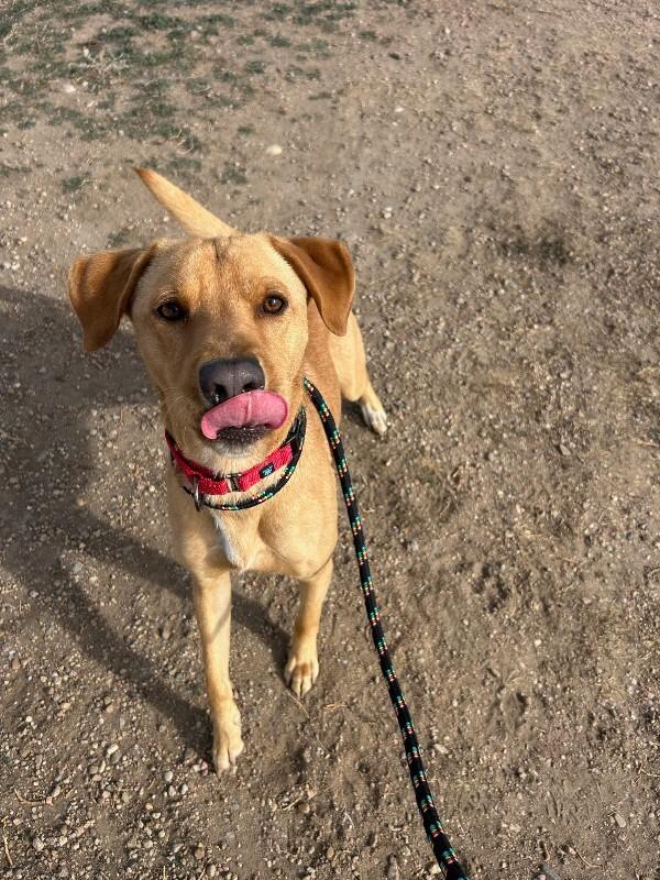 Goldfinch, a Adoptable mixed breed in Fort Collins, CO image 2/2