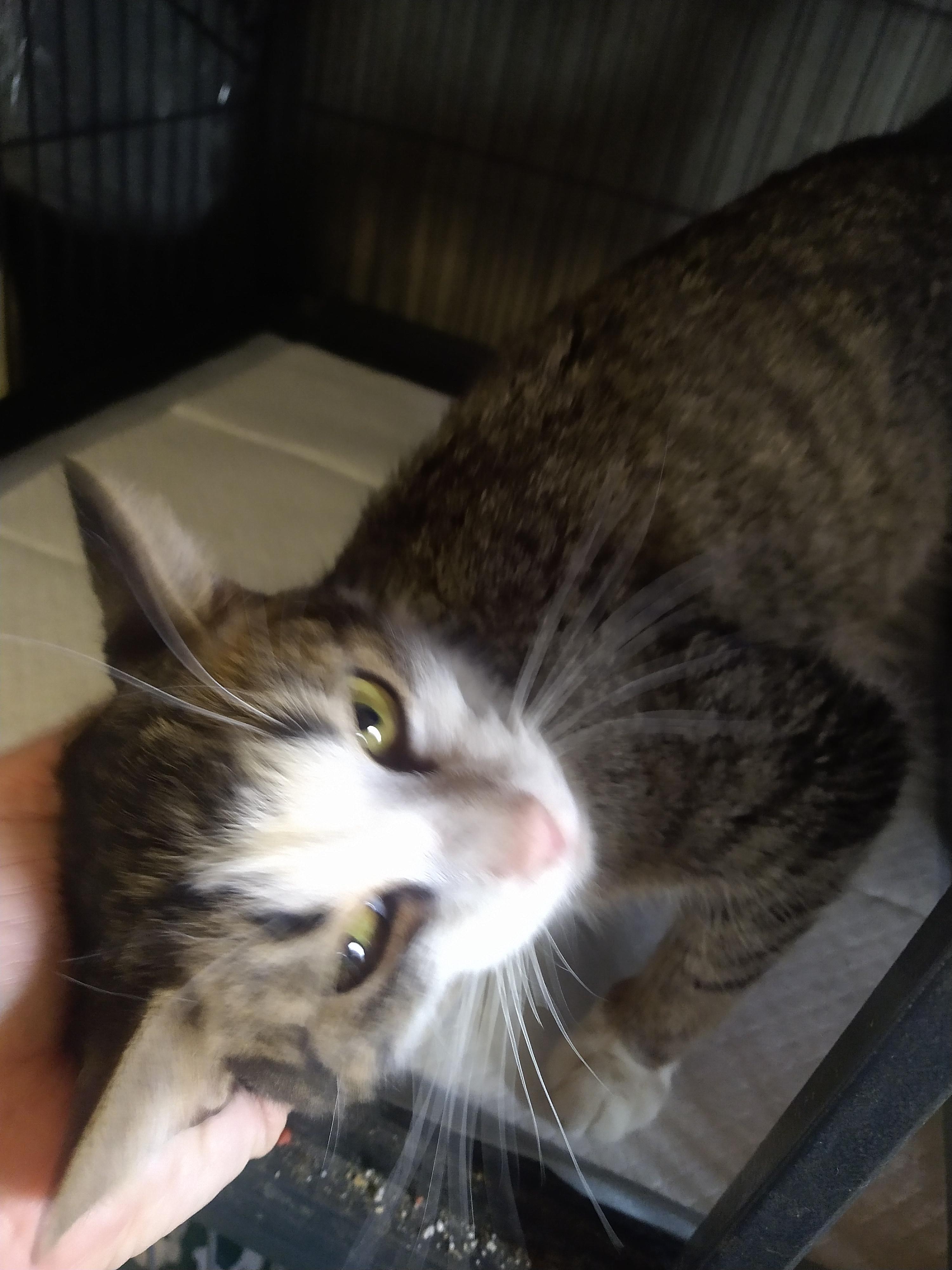 Enlarge Amara , a ADOPTABLE Domestic Short Hair in Fair Oaks, IN image 2/2