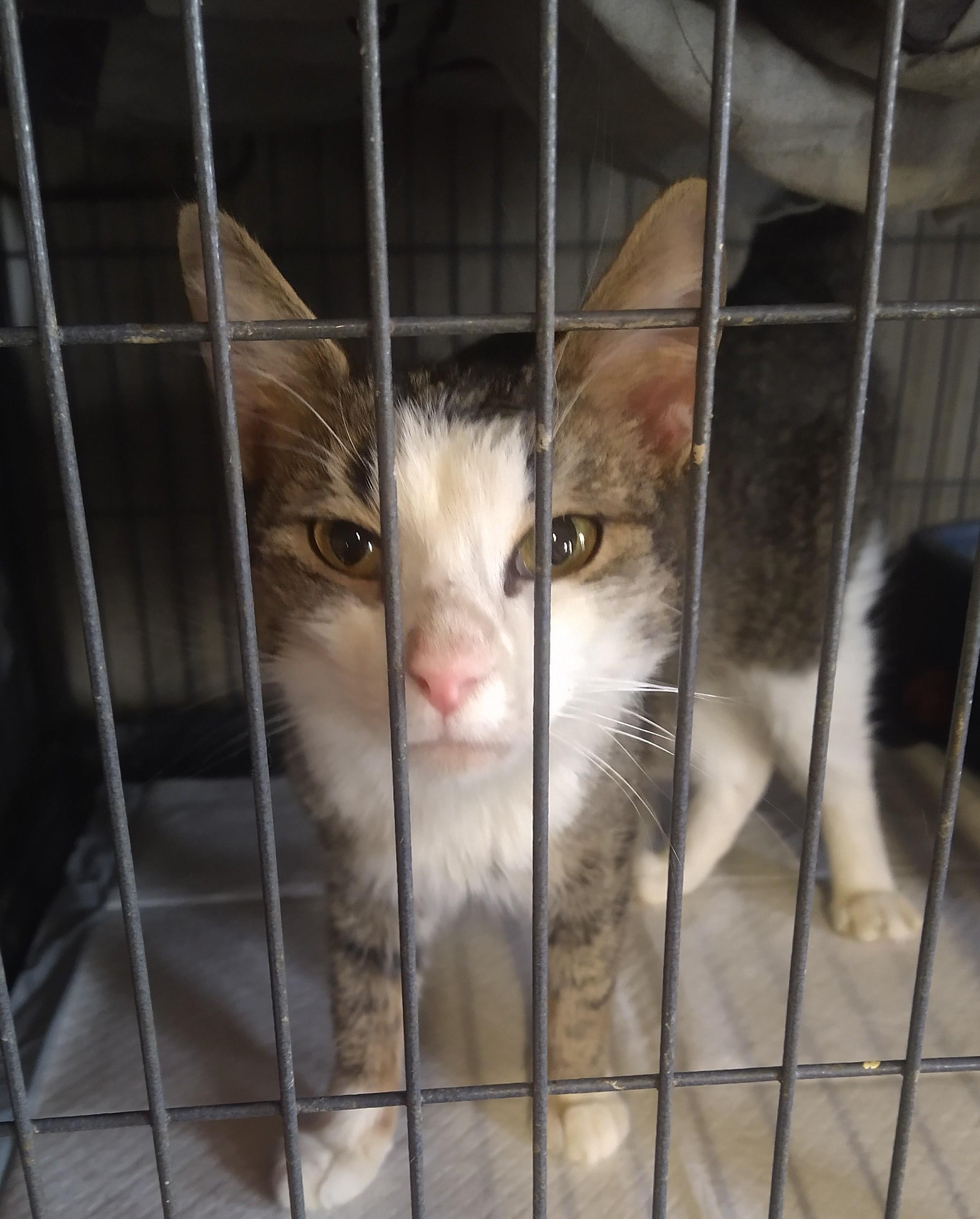 Amara , ADOPTABLE, Kitten Female Domestic Short Hair.