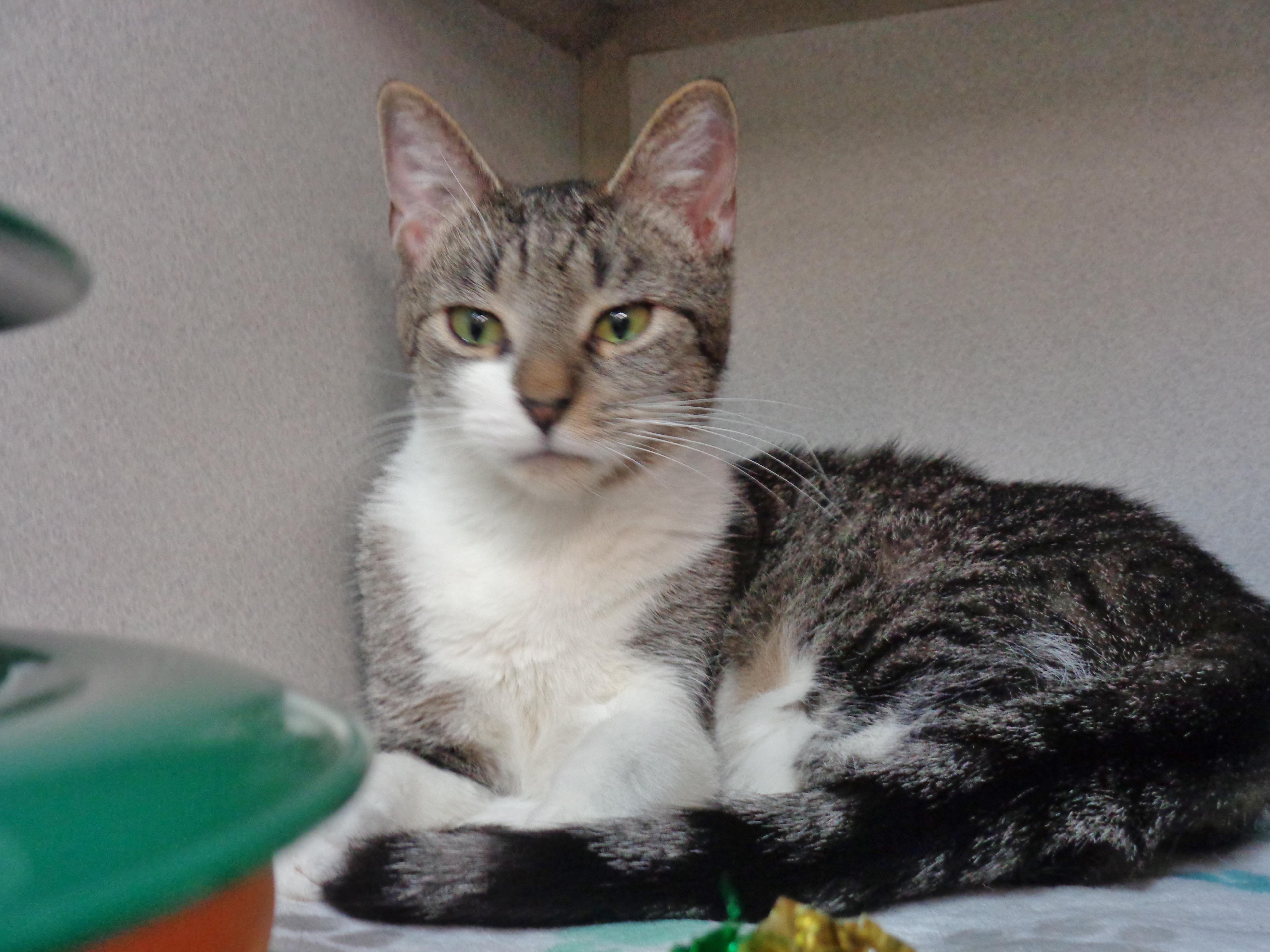 Enlarge WINDMILL, an adopted Tiger in Delhi, NY image 5/6