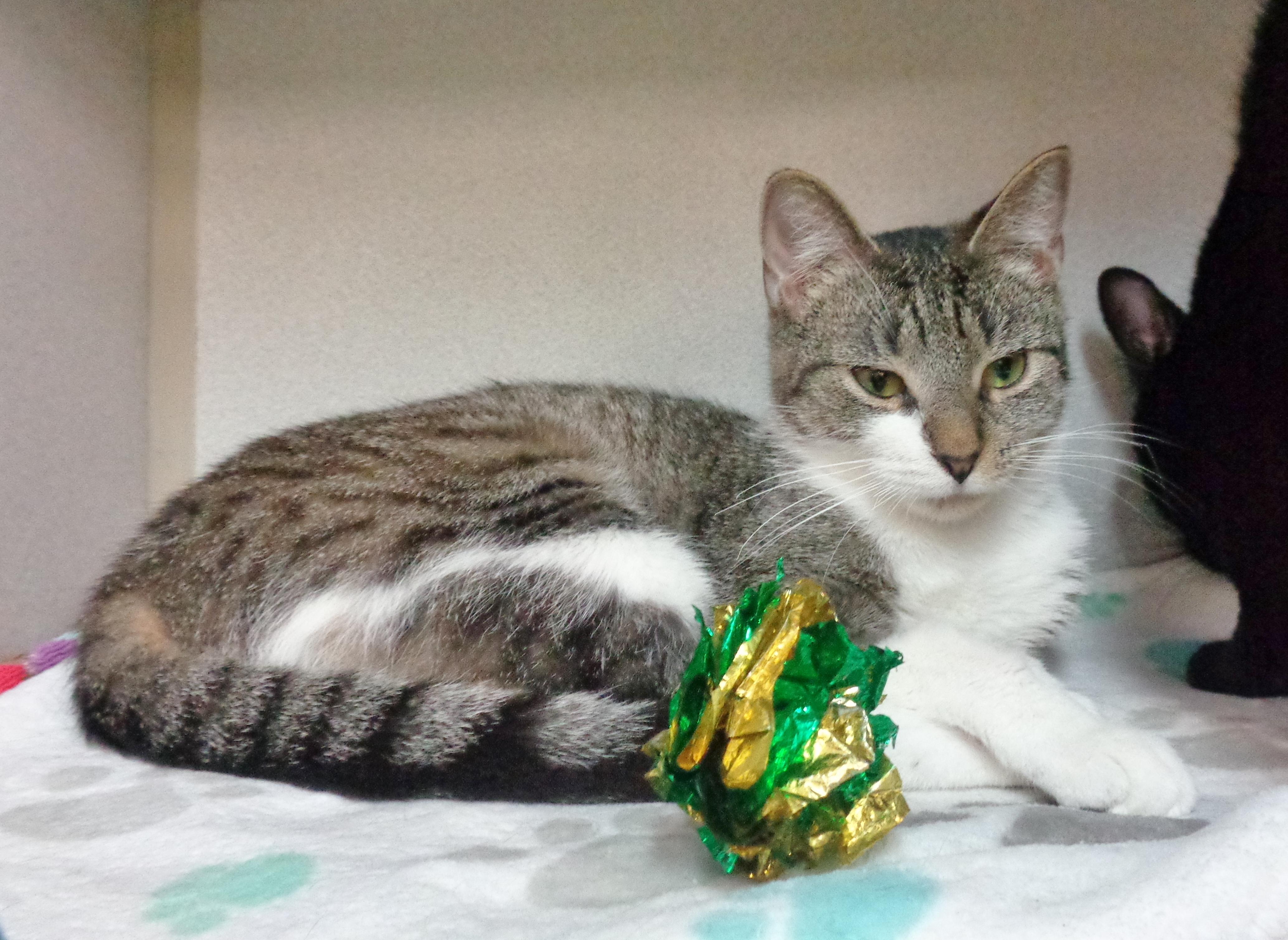Enlarge WINDMILL, an adopted Tiger in Delhi, NY image 6/6