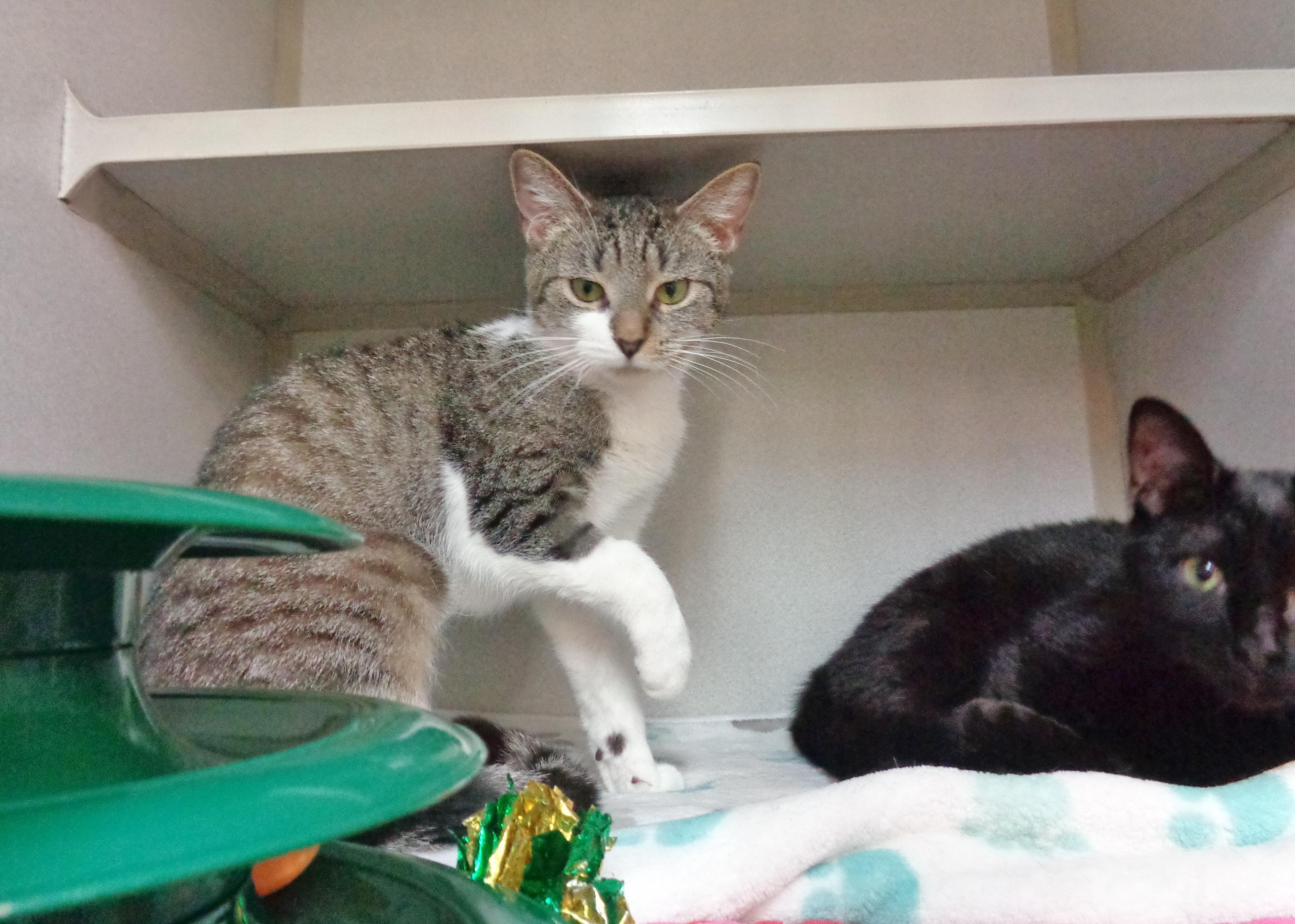 Enlarge WINDMILL, an adopted Tiger in Delhi, NY image 3/6