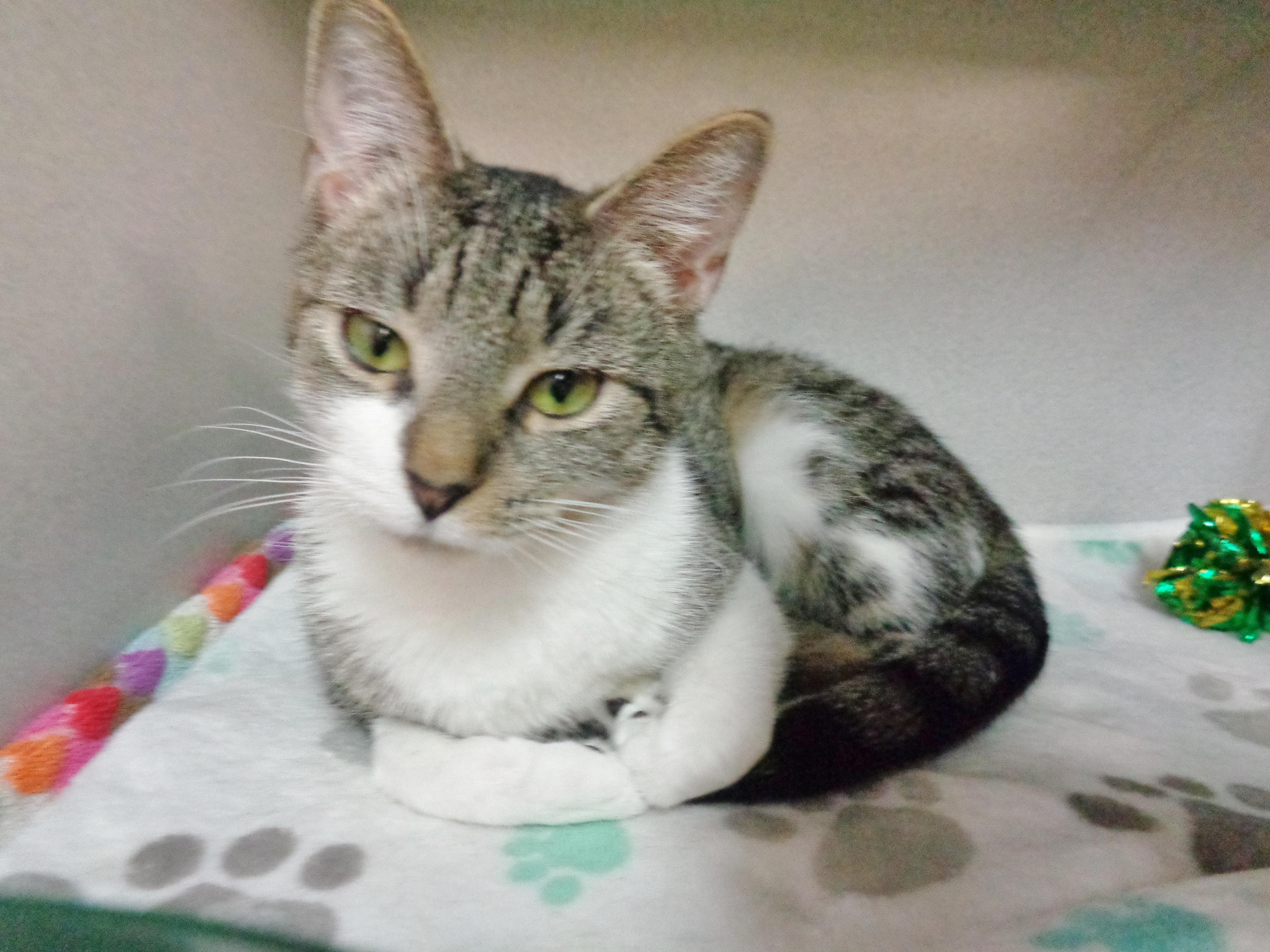 Enlarge WINDMILL, an adopted Tiger in Delhi, NY image 4/6