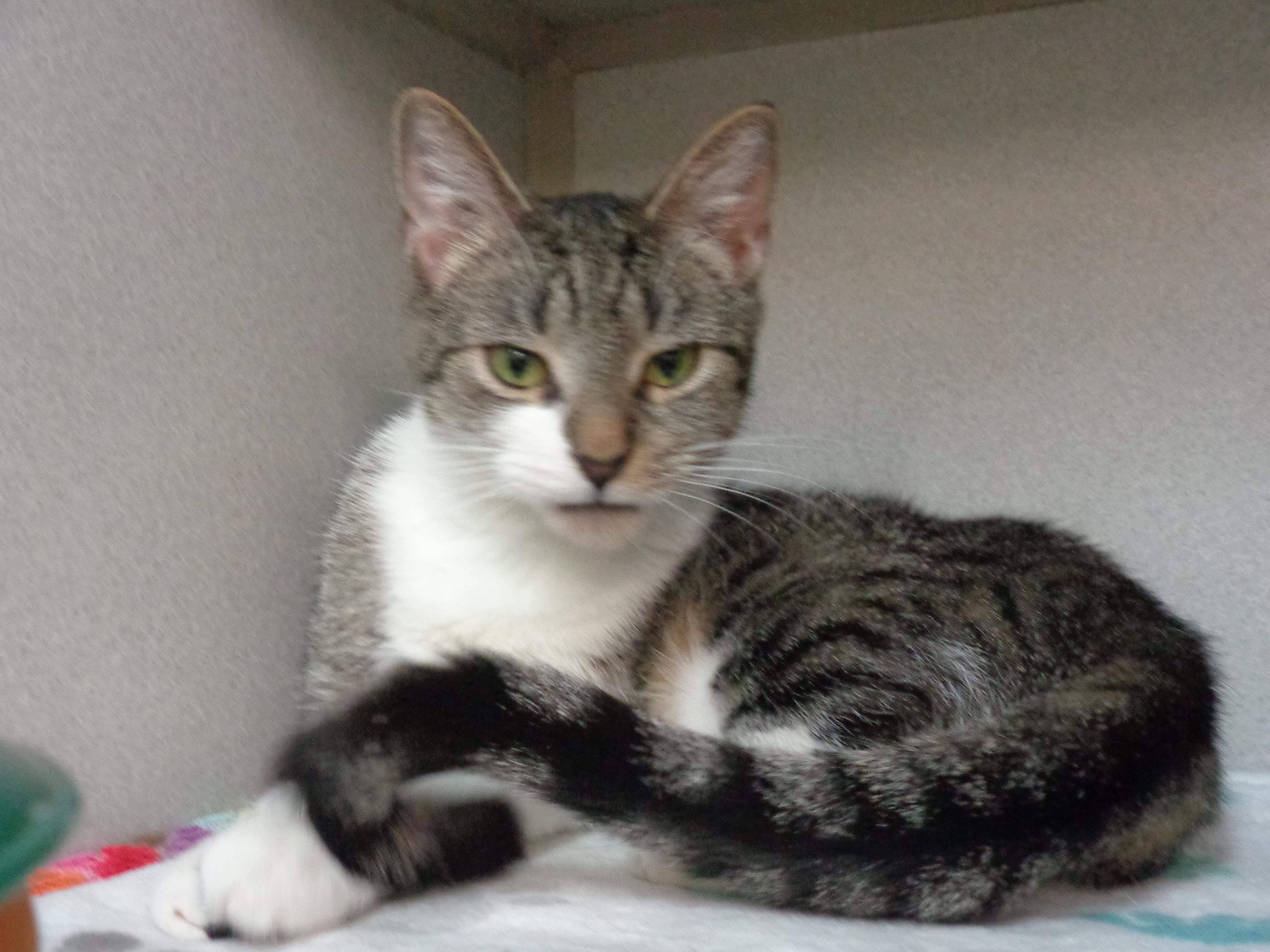 Enlarge WINDMILL, an adopted Tiger in Delhi, NY image 2/6