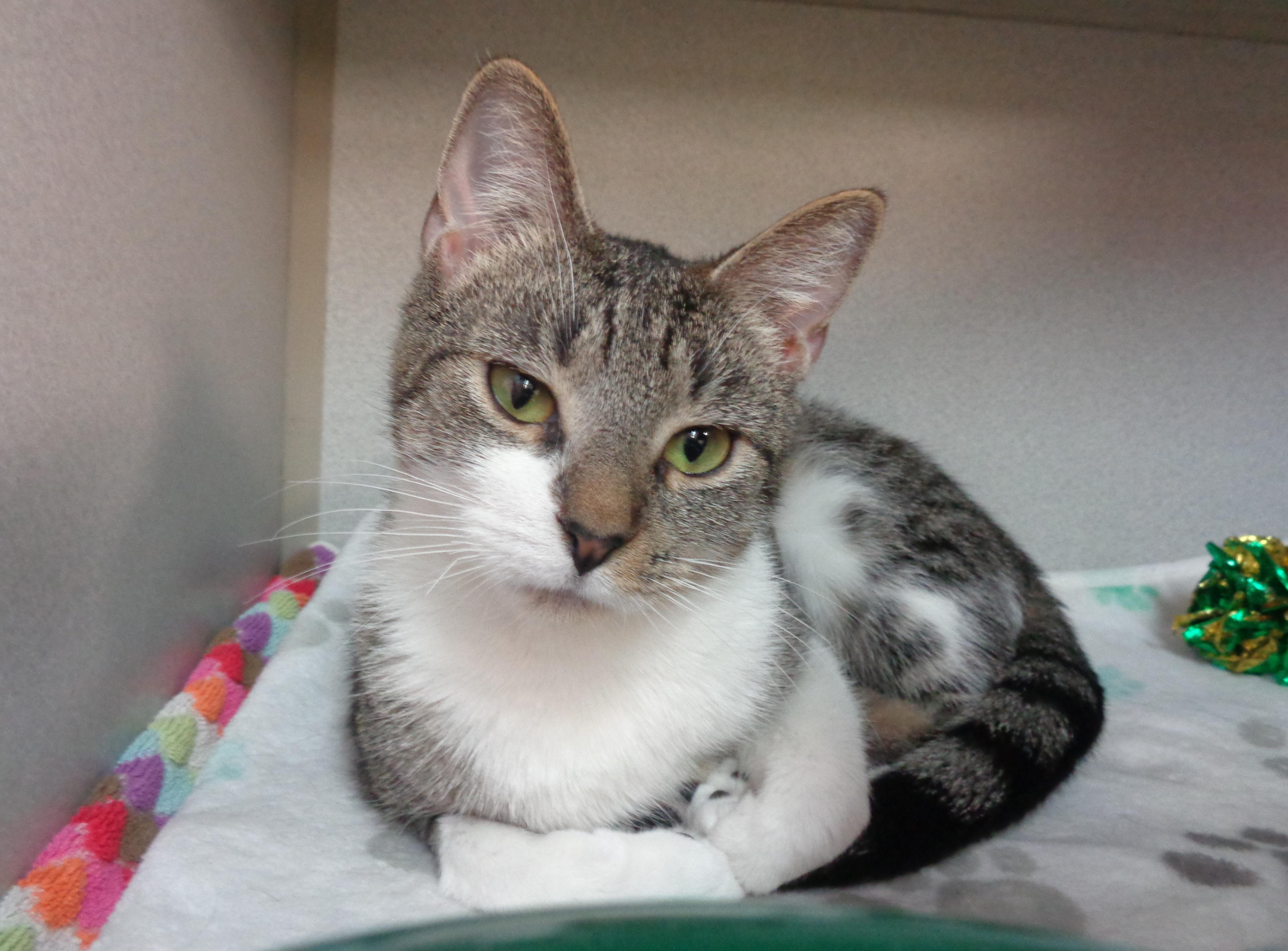 WINDMILL, adopted, Kitten Female Tiger.