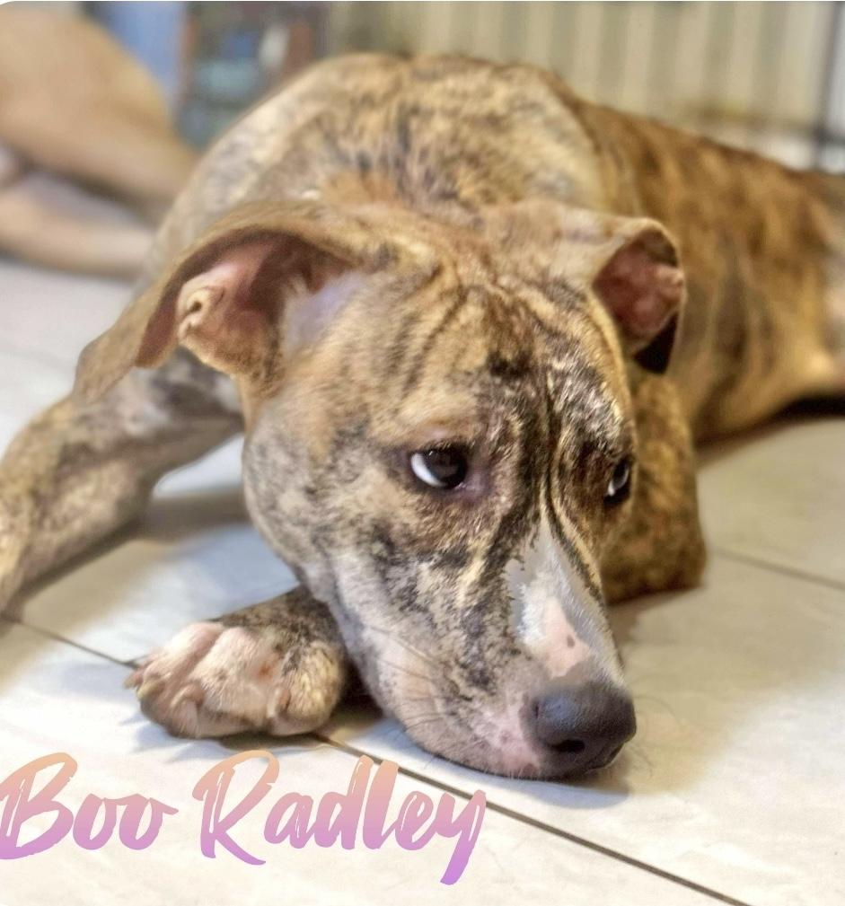 Boo Radley 3