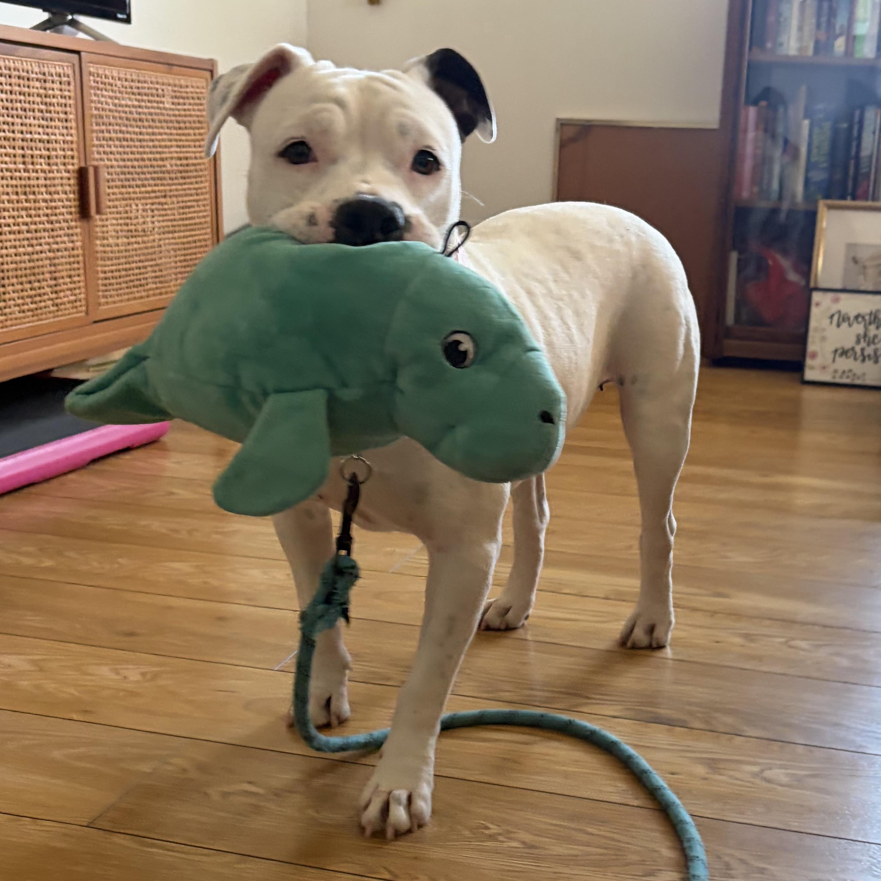 Enlarge Pinkie, a Adoptable mixed breed in Marina del Rey, CA image 2/6