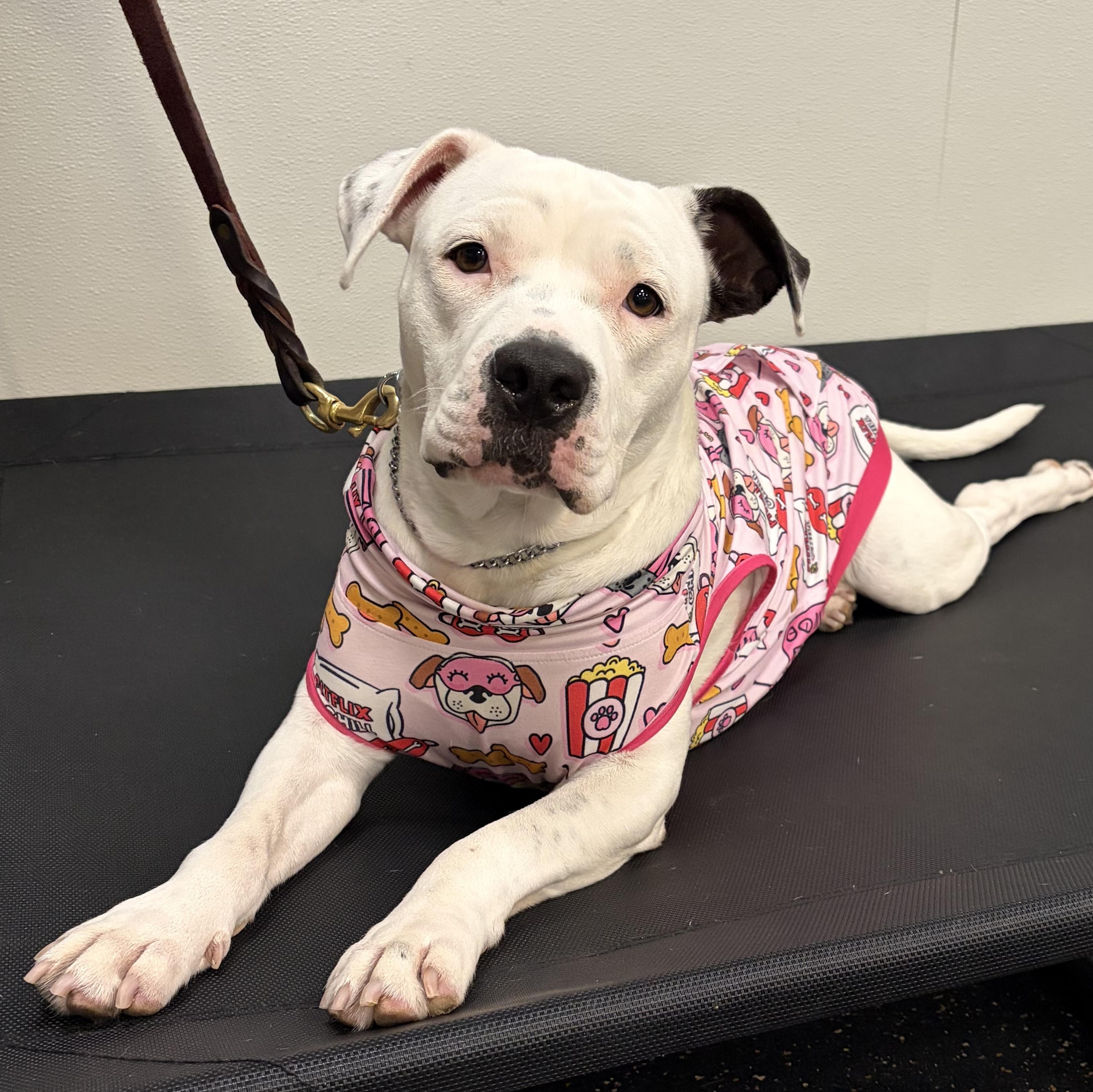 Pinkie, Adoptable, Young Female American Bully & American Bulldog.