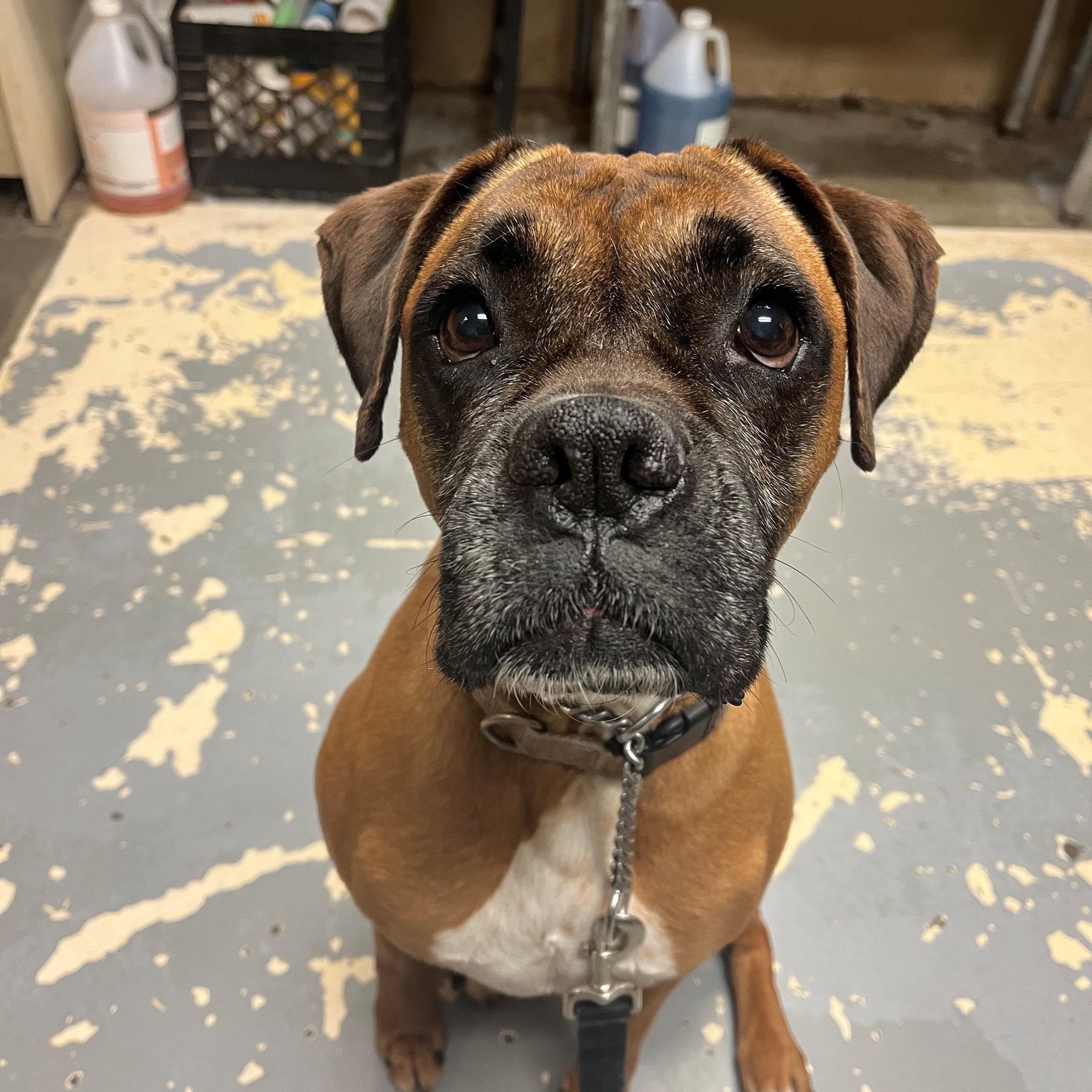 Athena , ADOPTABLE, Adult Female Boxer.