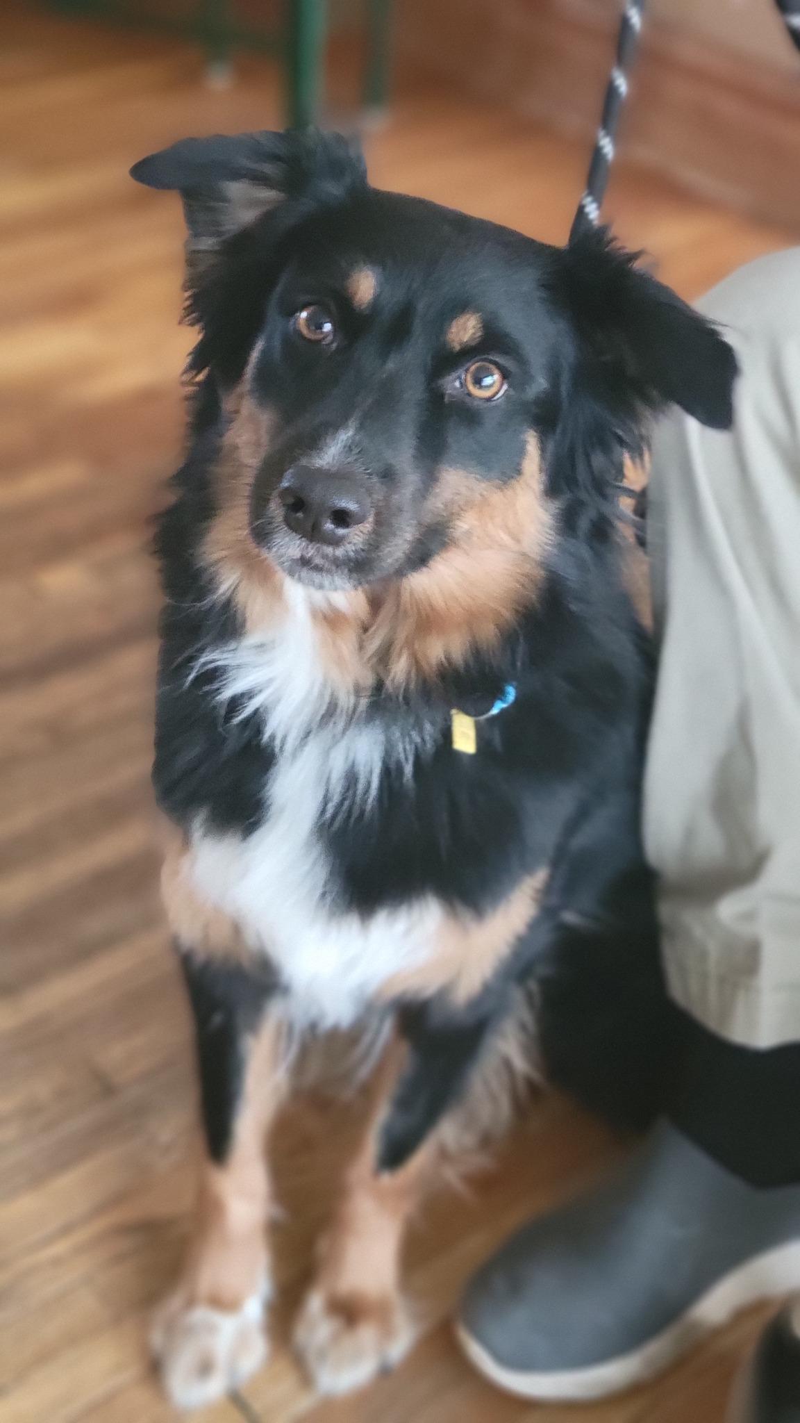 Enlarge Ava, an adopted Australian Shepherd in Elk River, MN image 1/1