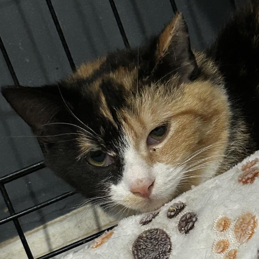 Victorine, Adoptable, Young Female Domestic Short Hair.