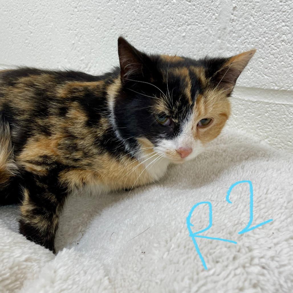 Enlarge Victorine, a Adoptable Domestic Short Hair in Harrisonburg, VA image 2/2