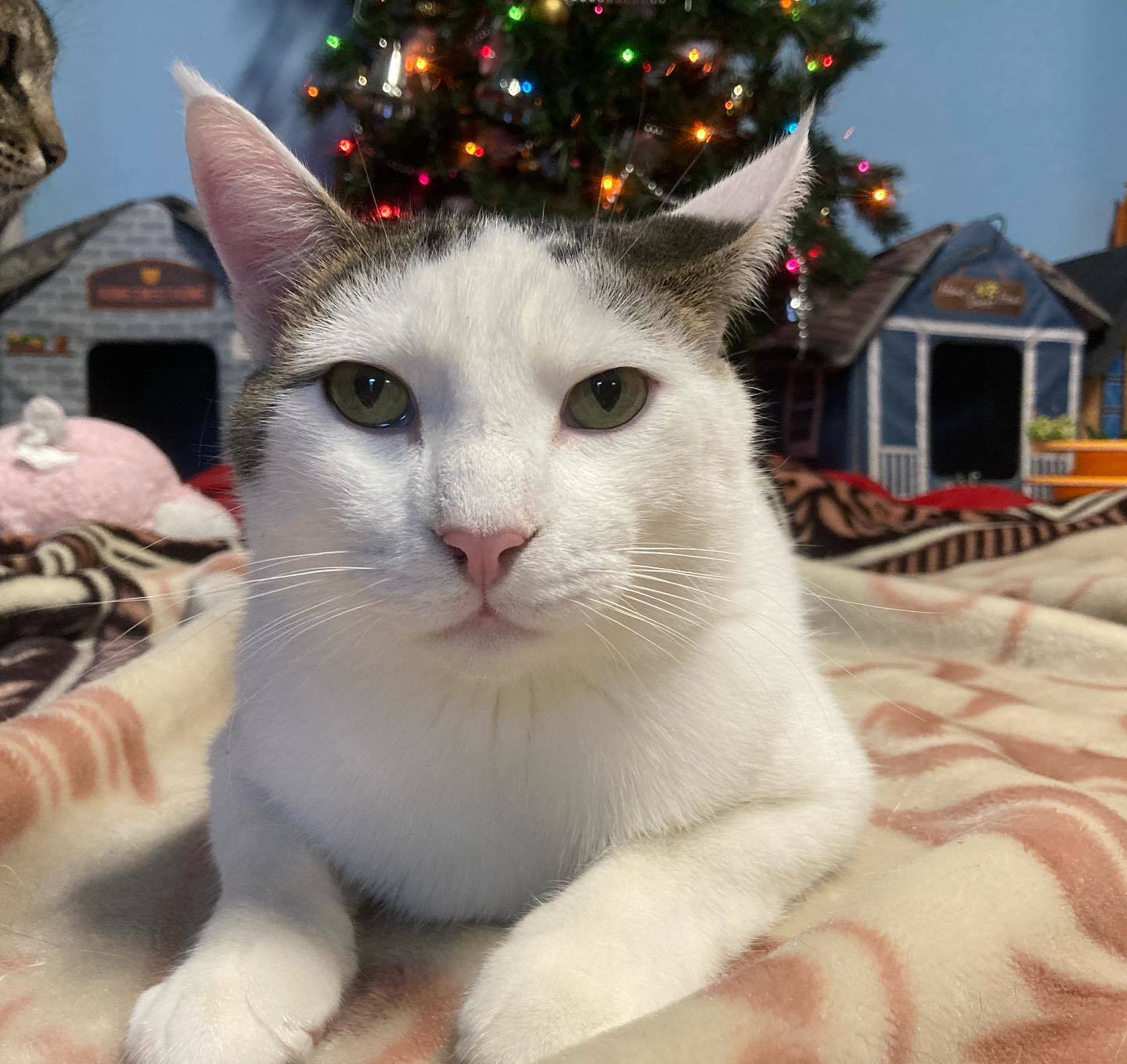 Ghost, Adoptable, Adult Male Domestic Short Hair.