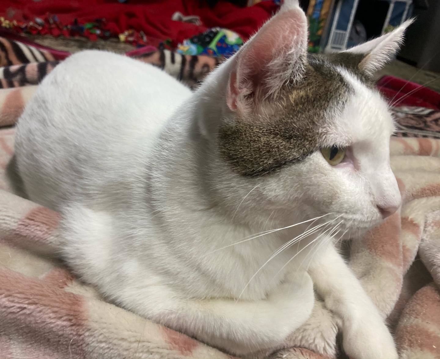 Ghost, a Adoptable mixed breed in Long Beach, CA image 2/12