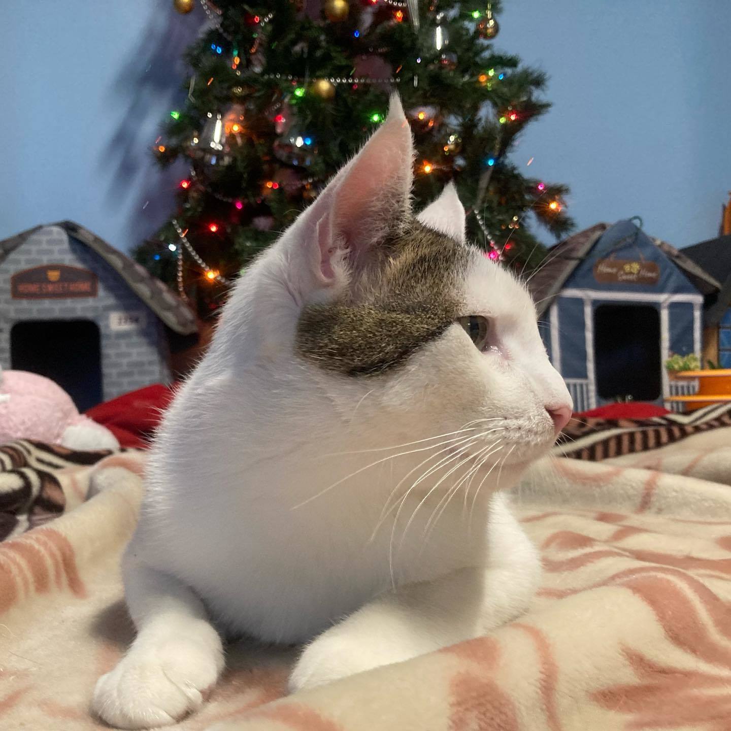 Ghost, a Adoptable mixed breed in Long Beach, CA image 3/12