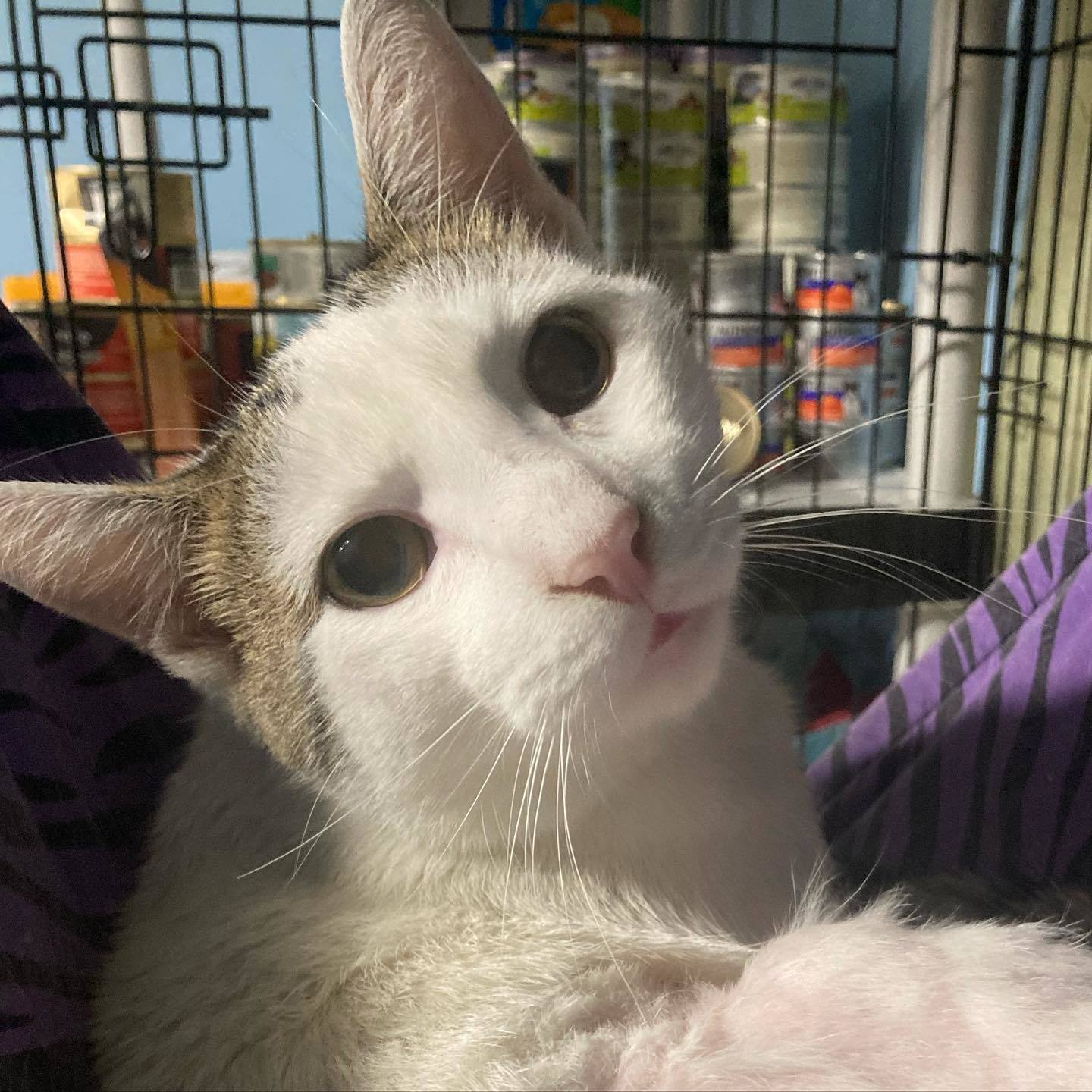 Ghost, a Adoptable mixed breed in Long Beach, CA image 5/12