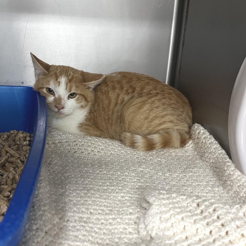 Enlarge Toast, a Adoptable Domestic Short Hair in Idaho Falls, ID image 1/1