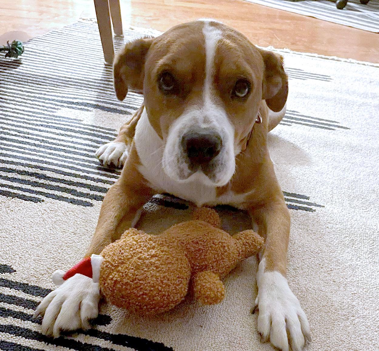 Henry (AO34988), a Adoptable mixed breed in Kansas City, KS image 1/5