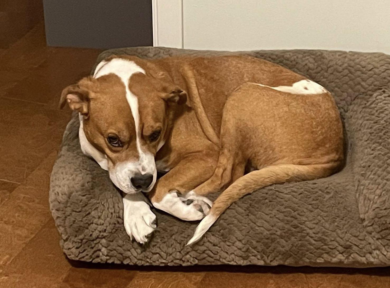 Henry (AO34988), a Adoptable mixed breed in Kansas City, KS image 2/5