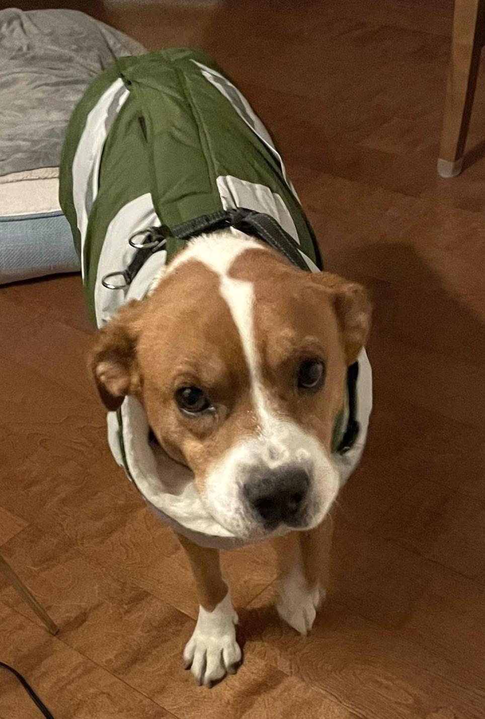 Henry (AO34988), a Adoptable mixed breed in Kansas City, KS image 3/5