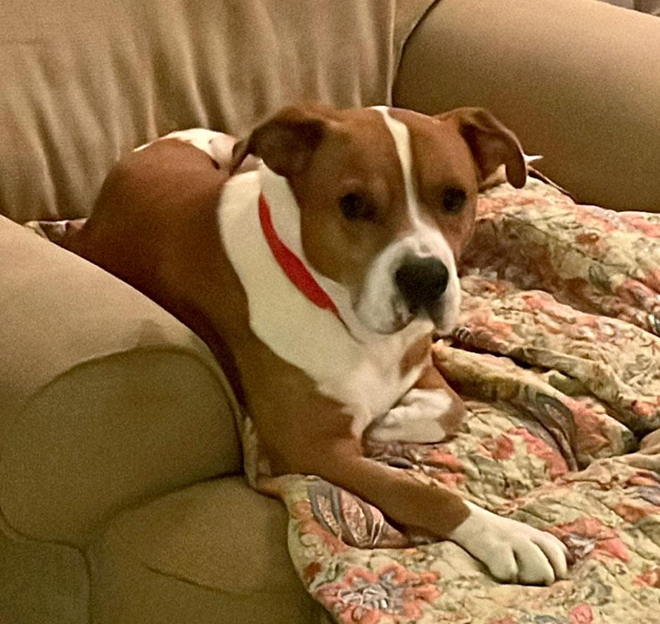 Henry (AO34988), a Adoptable mixed breed in Kansas City, KS image 4/5