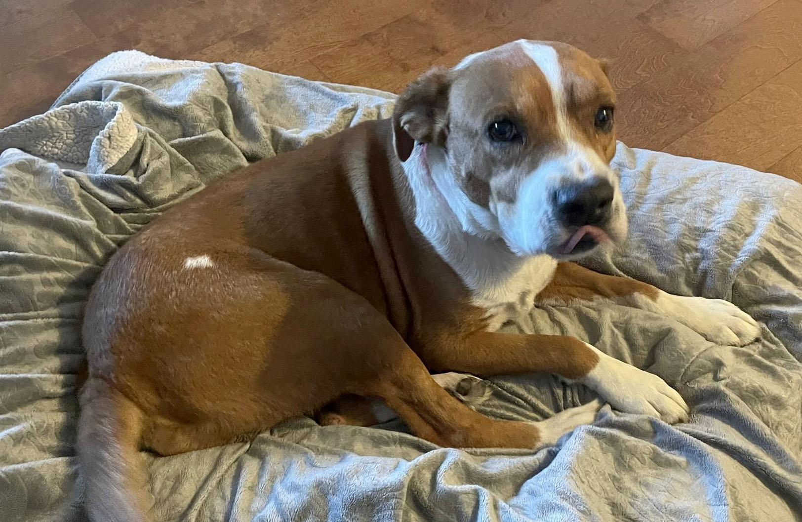 Henry (AO34988), a Adoptable mixed breed in Kansas City, KS image 5/5