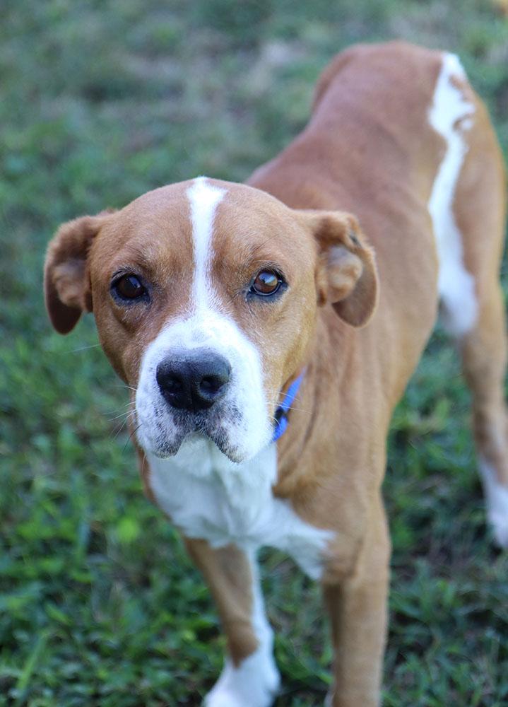 Henry (AO34988), Adoptable, Senior Male Labrador Retriever & Mixed Breed.