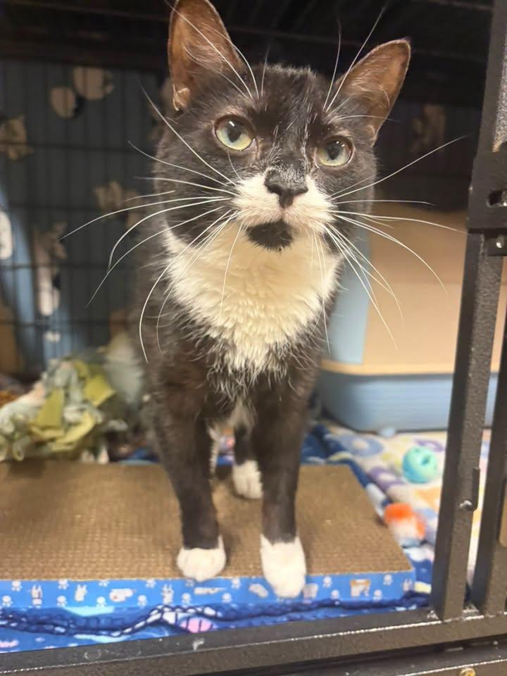 Anna, Adoptable, Adult Female Domestic Short Hair.