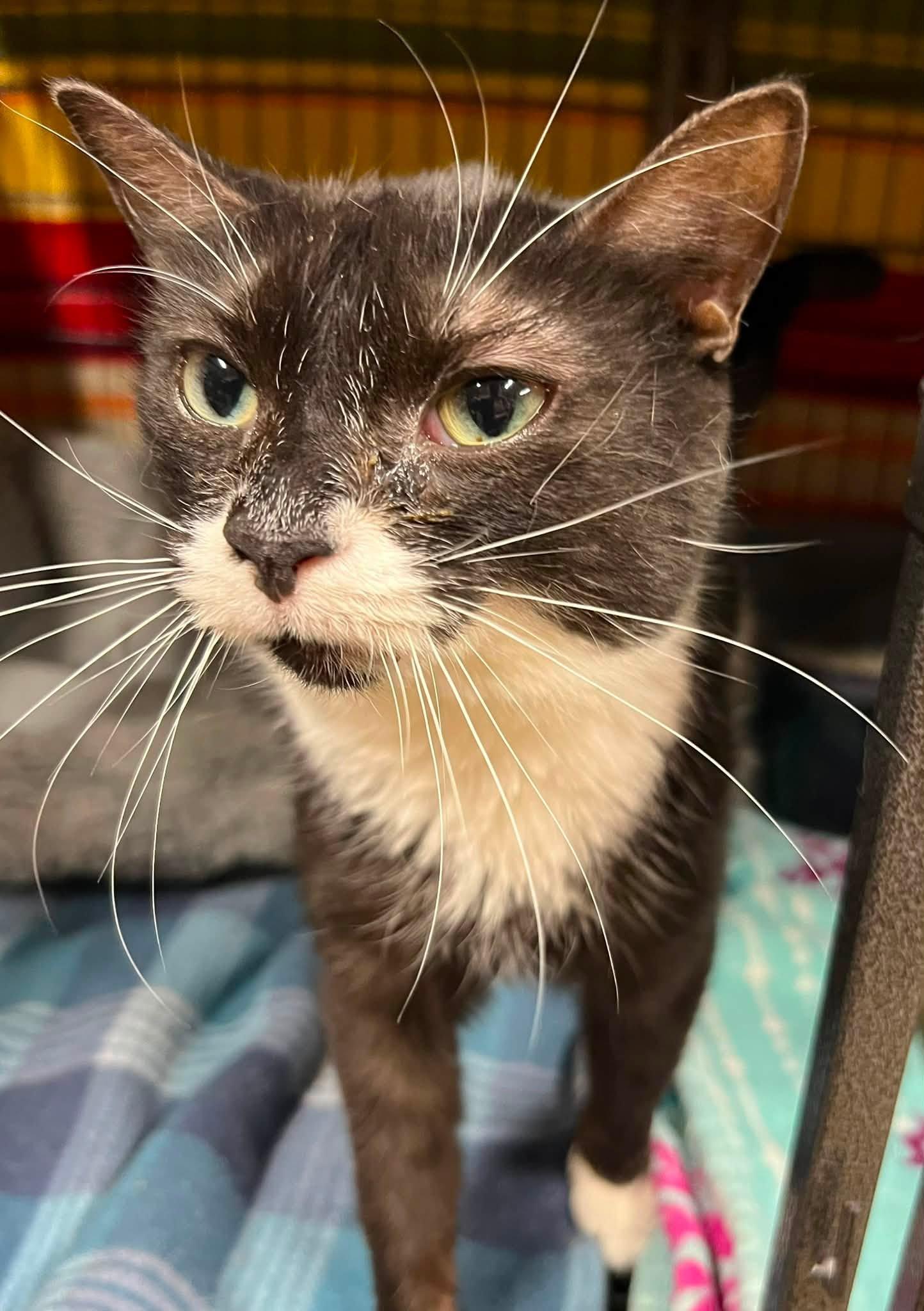Enlarge Anna, a Adoptable Domestic Short Hair in Davenport, IA image 2/2