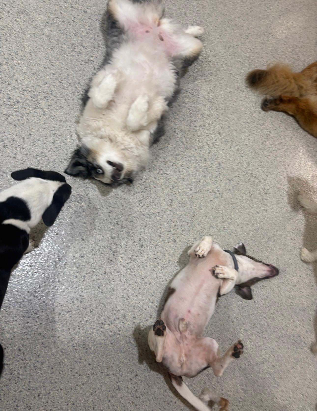 Enlarge Bruce jack russell / corgi, a Adoptable mixed breed in Metairie, LA image 4/6