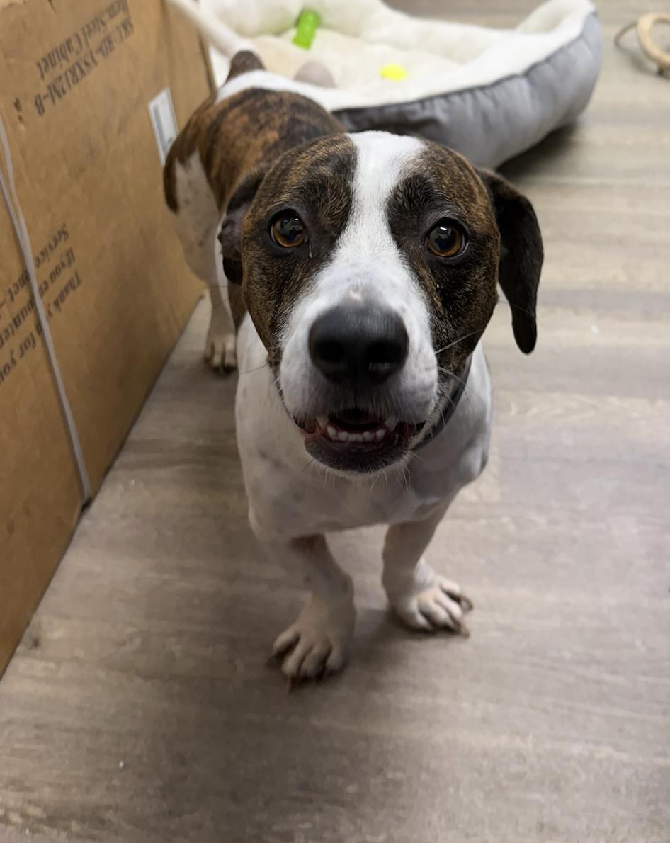Bruce, a ADOPTABLE Jack Russell Terrier in Metairie, LA image 3/4